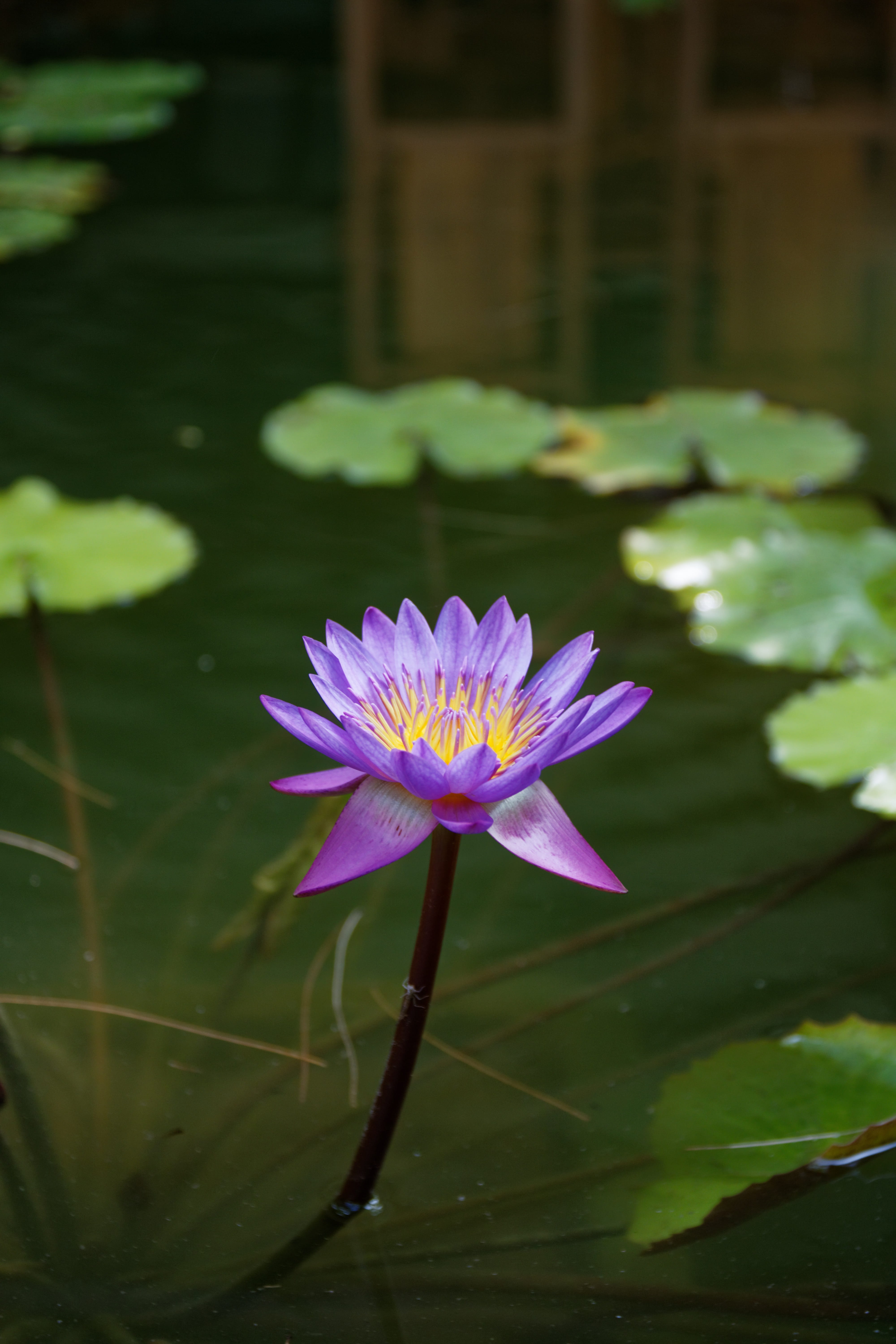 purple, lotus, flower, pond, blossom, summer, flowering plant