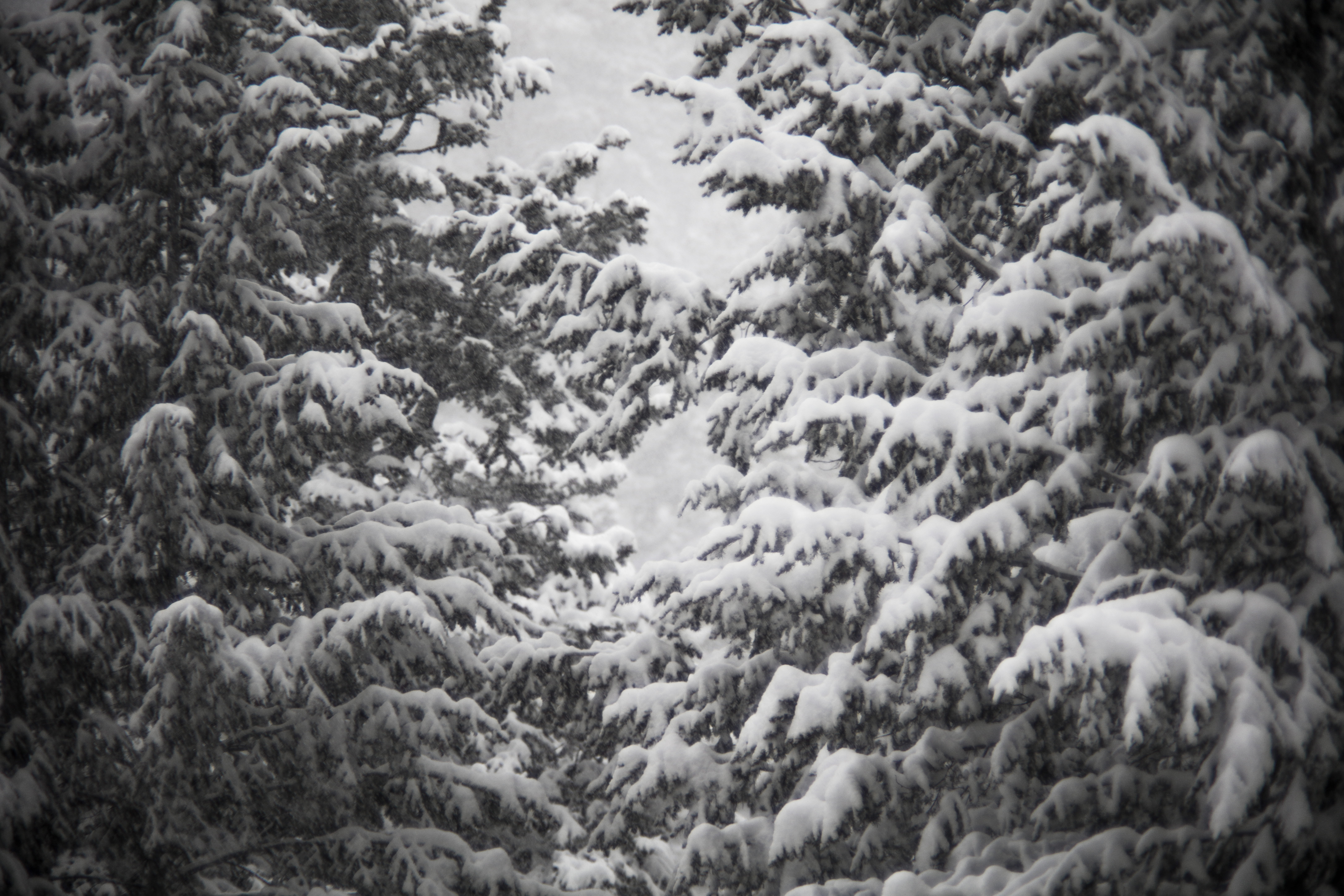winter, snow, pine tree, white, forest, trees, mood, focus