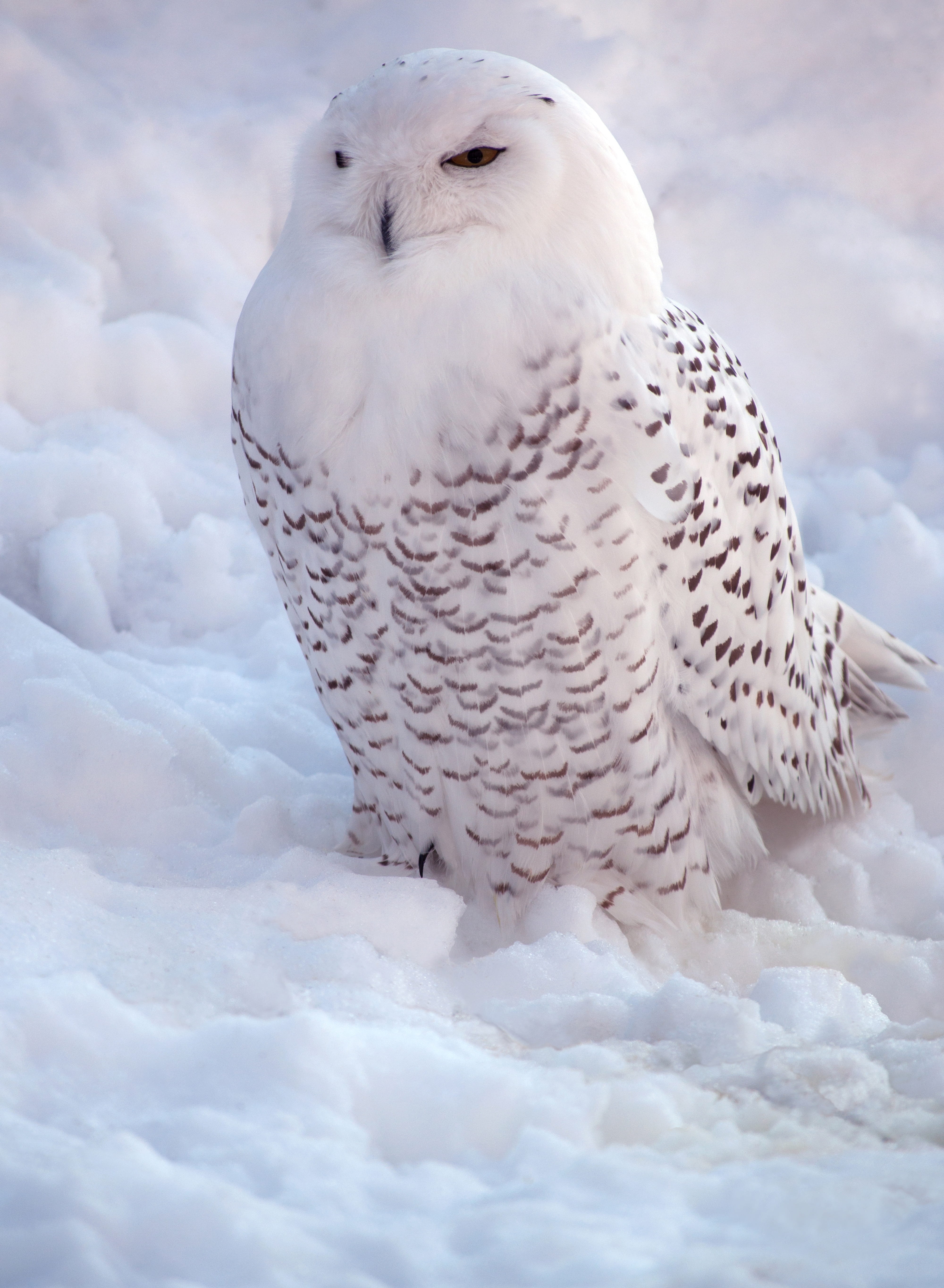 white, snowy owl, bird of prey, nature, beauty, winter, animal themes