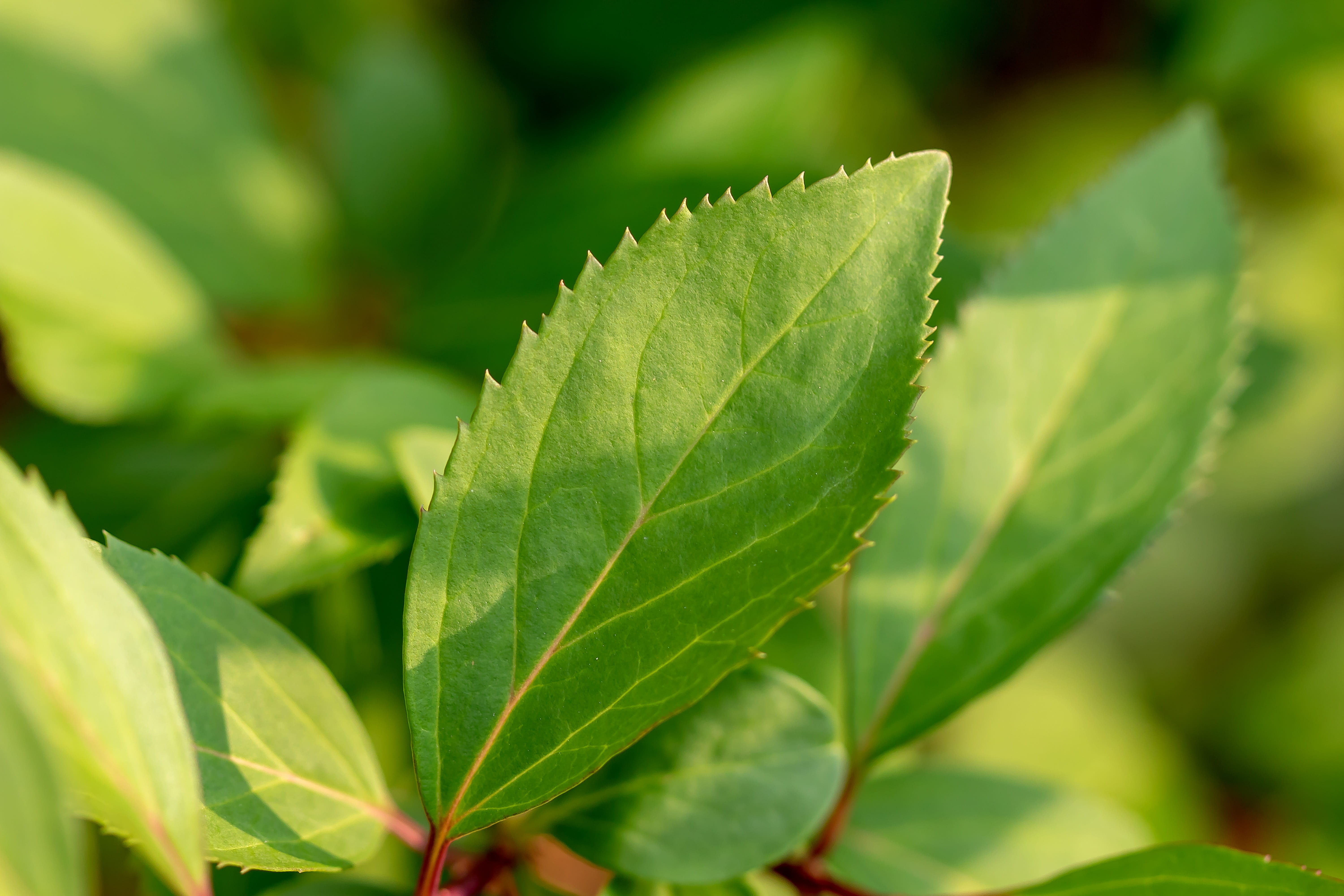 leaf, green, structure, background, plant, summer, macro, fresh