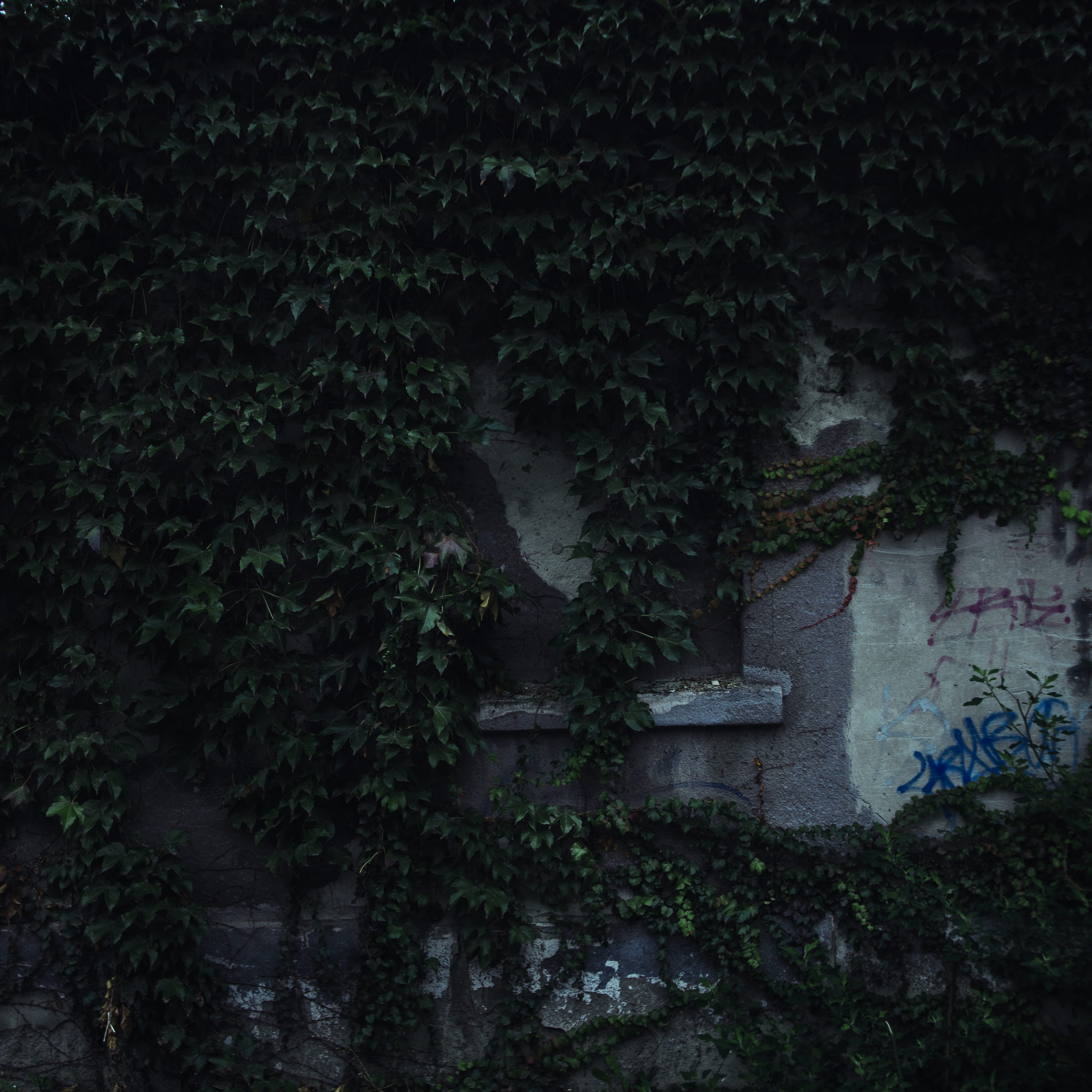 hungary, budapest, tree, old, window, dark, wall, macro, plant