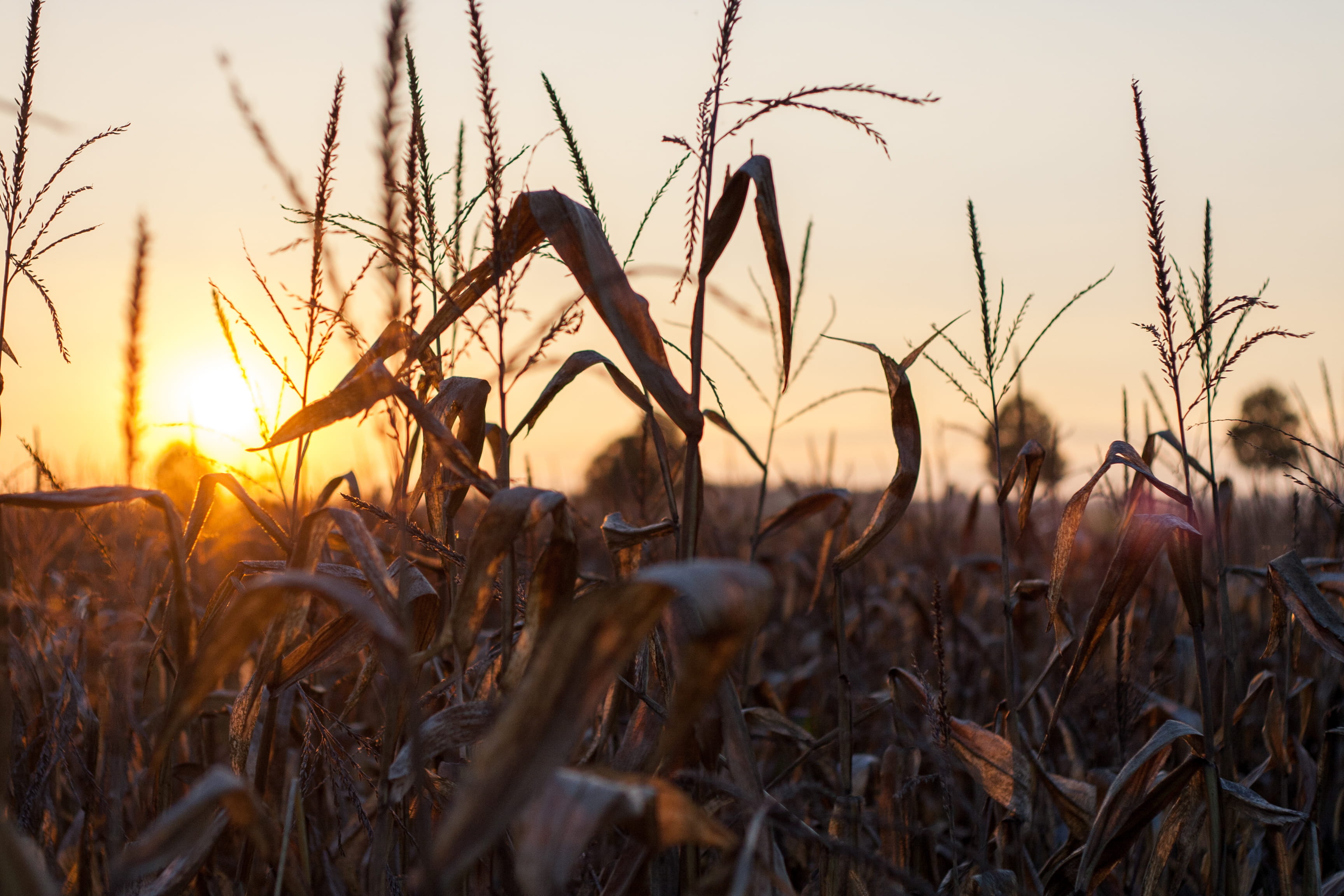 sunset, plant, sky, field, growth, land, nature, tranquility