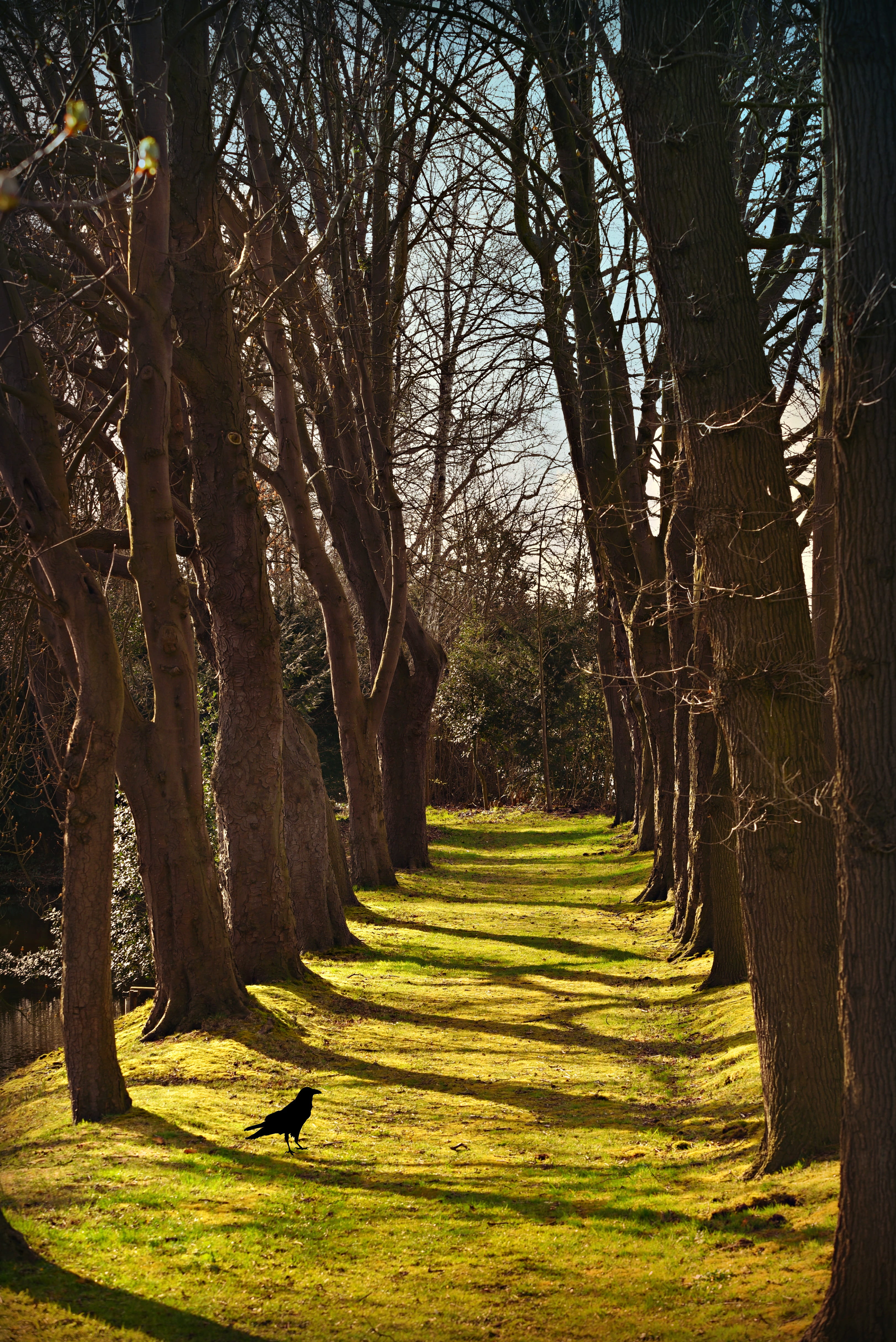 lane, tree lined, row, trunk, shadow, grass, park, bird, sunny