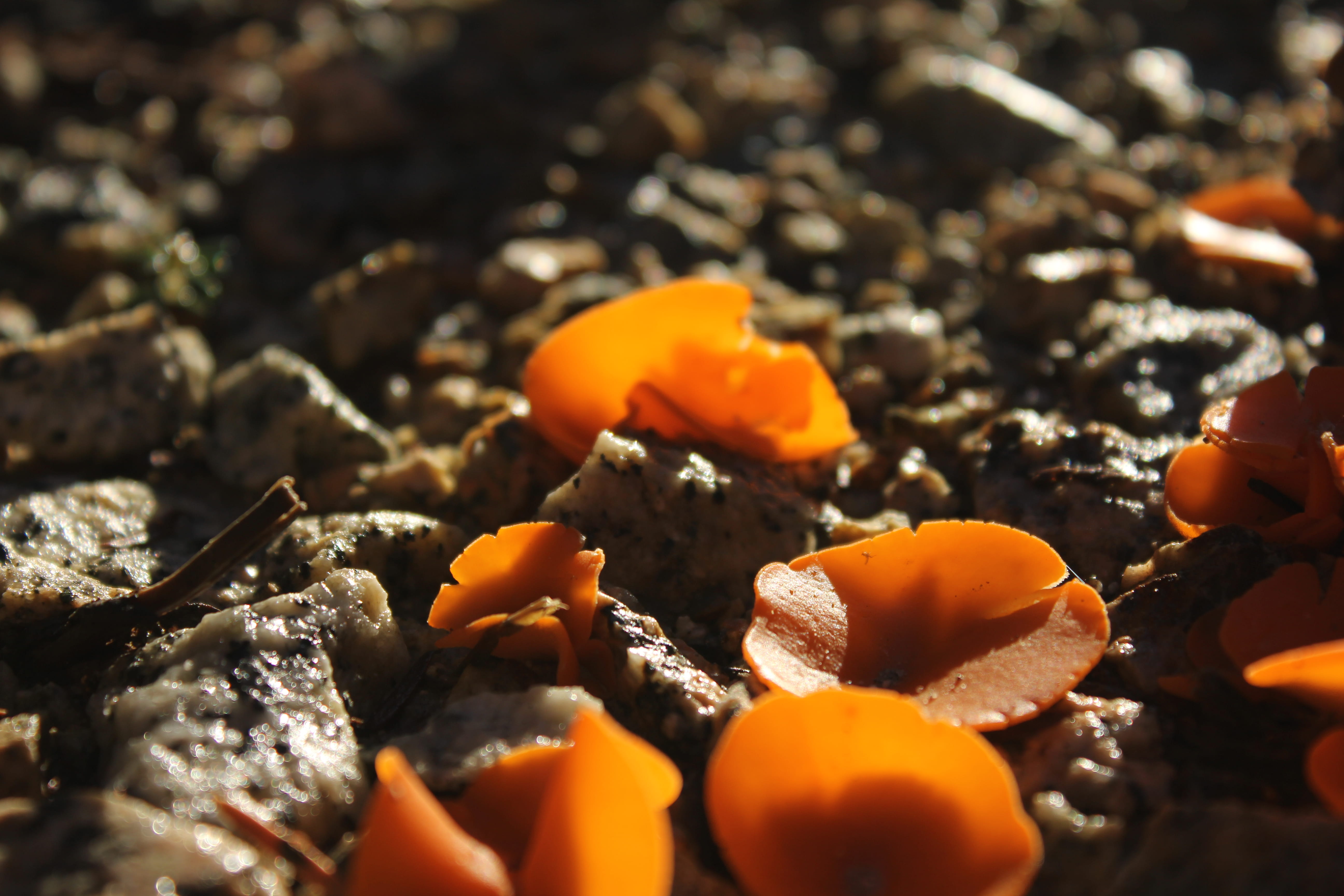 Free download | HD wallpaper: orange peel mushroom, aleuria aurantia ...