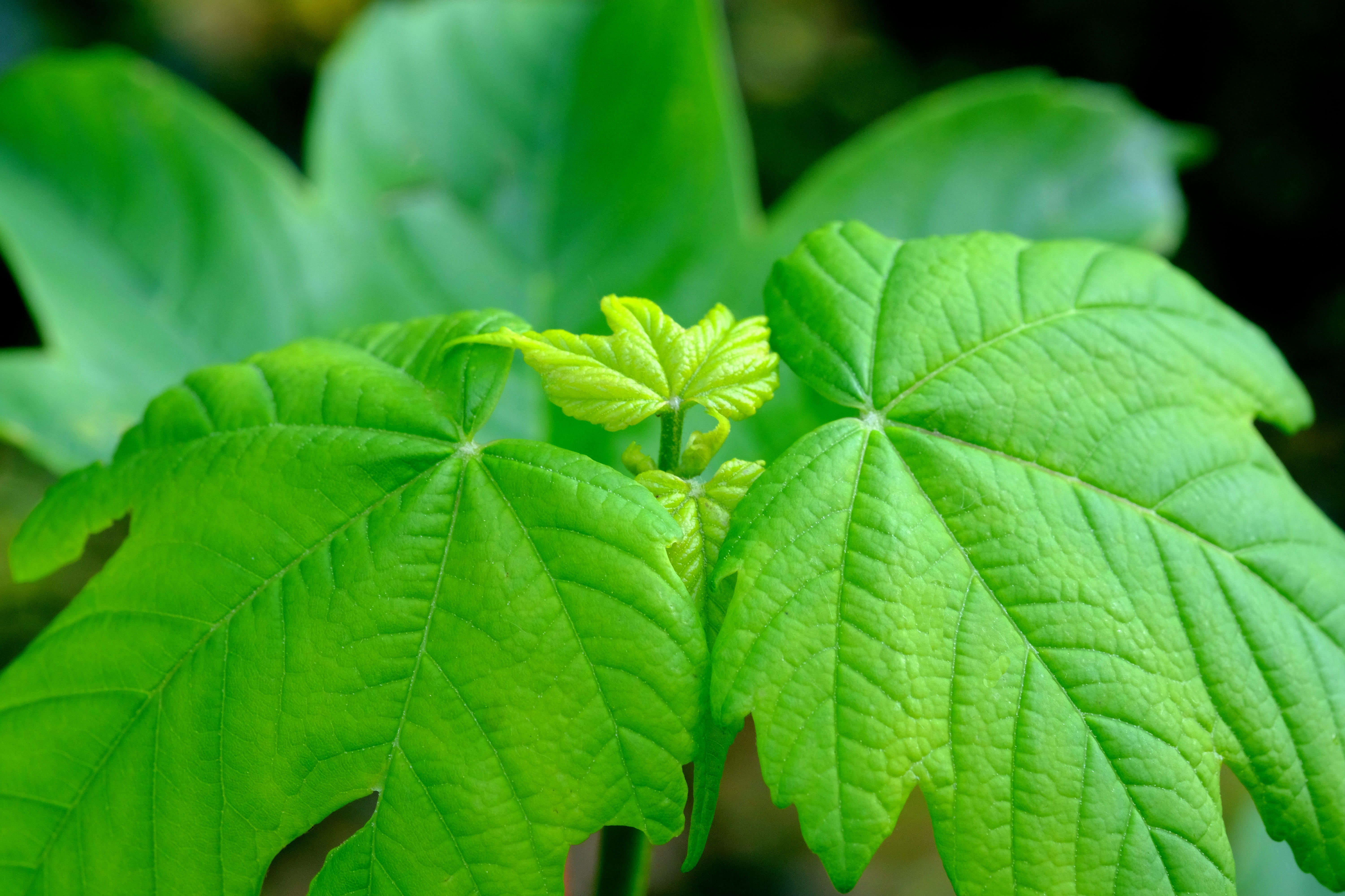 maple leaf, deciduous tree, needle leaf maple, acer platanoides