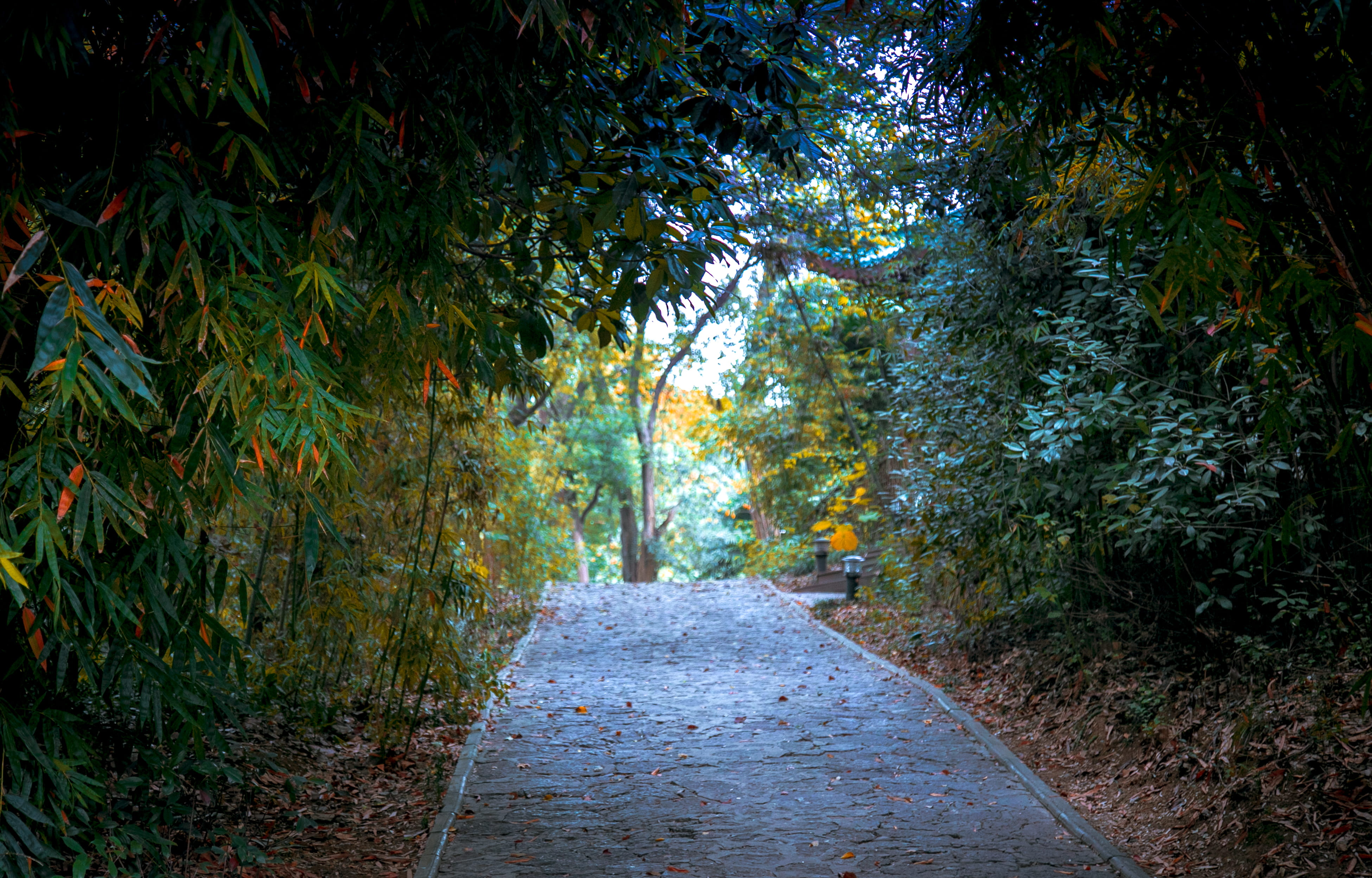 bamboo forest, the way forward, tree, direction, plant, footpath