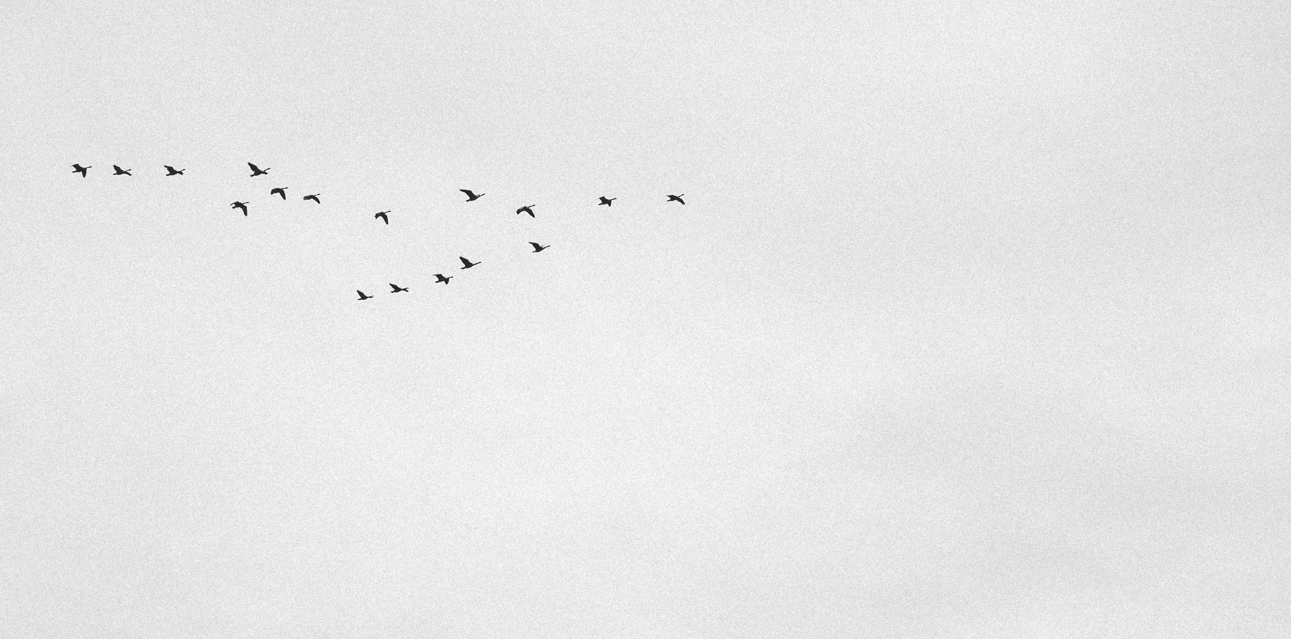 canada, goderich, flying, loon, birds, winter, fall, south