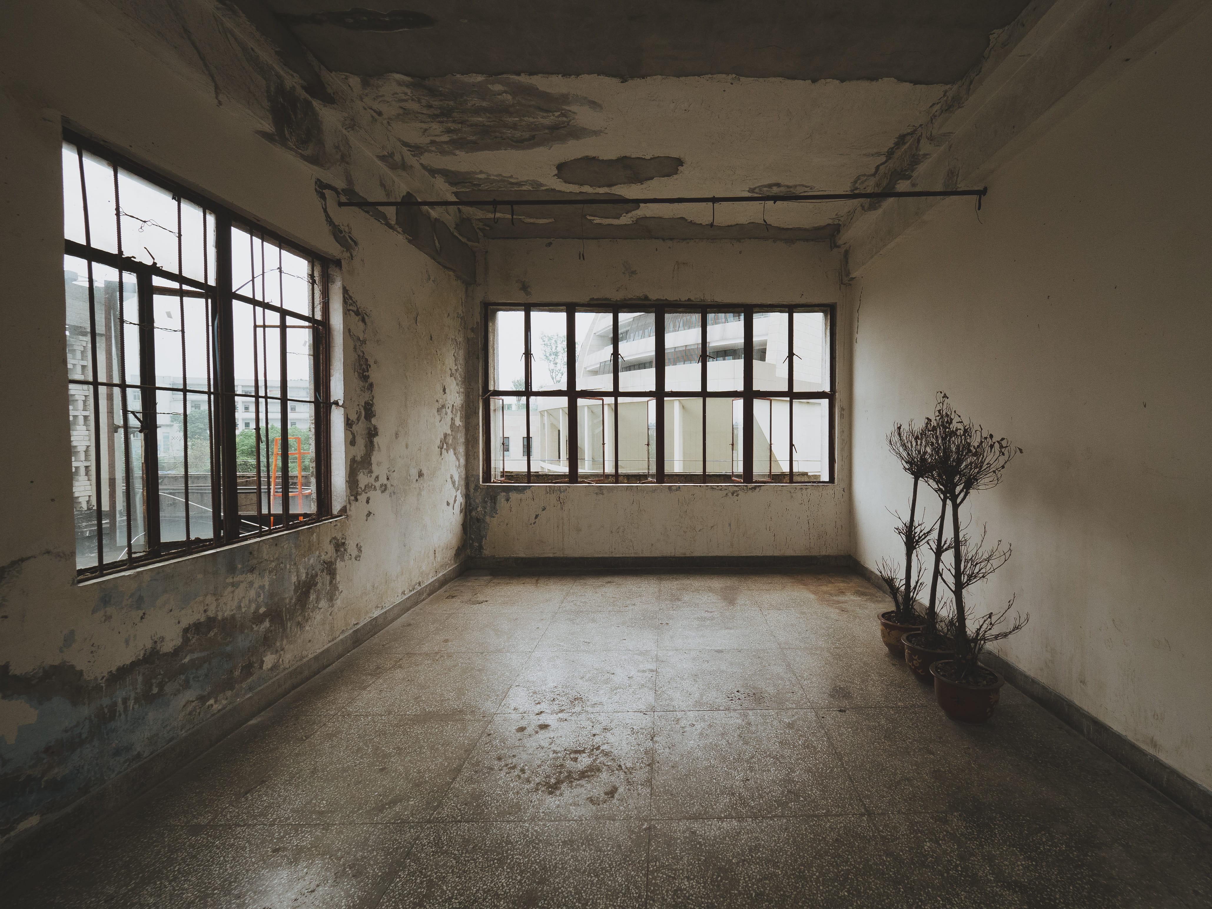 plants inside white building, window, abandoned, architecture