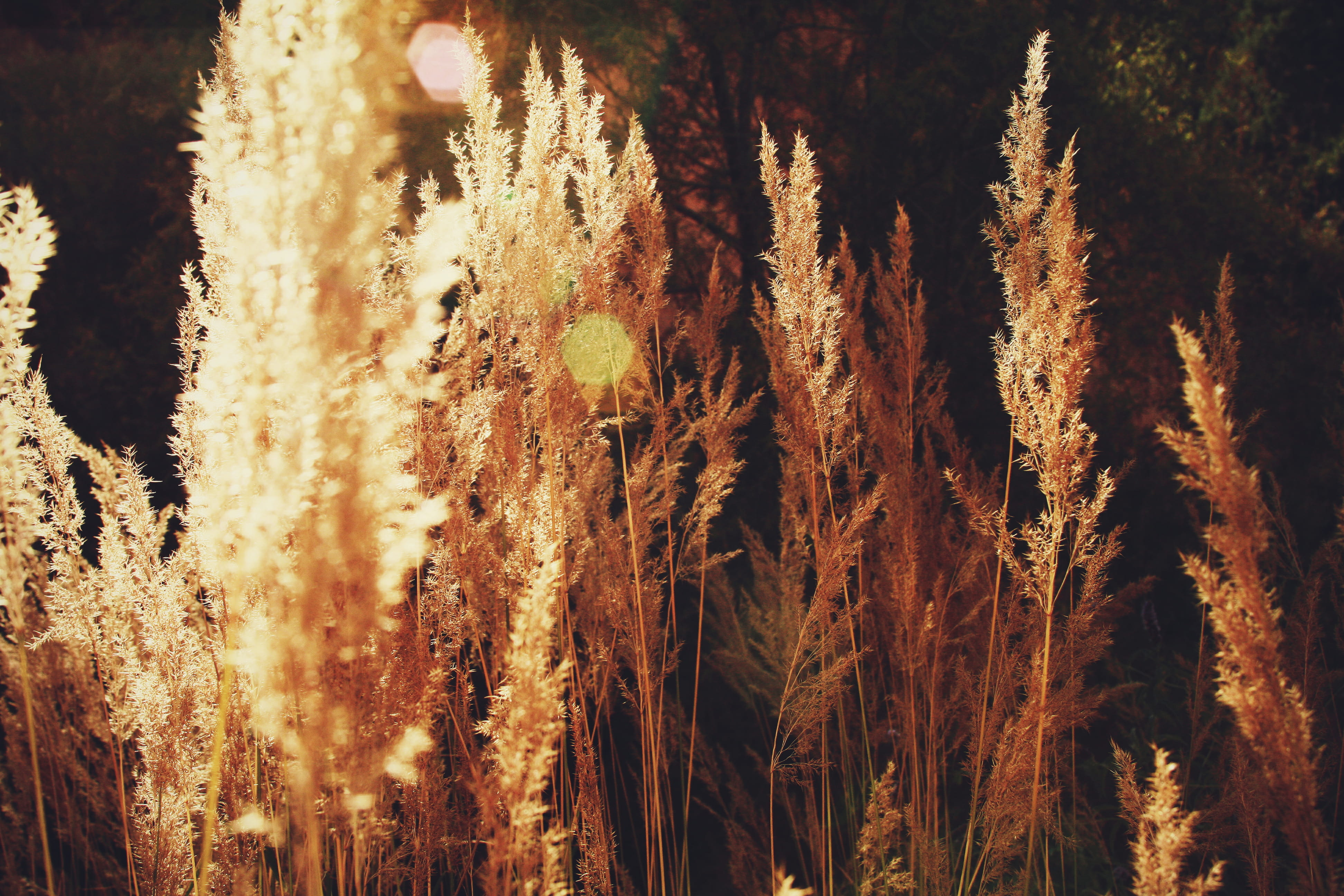 grass, nature, background, no people, plant, tranquility, tree