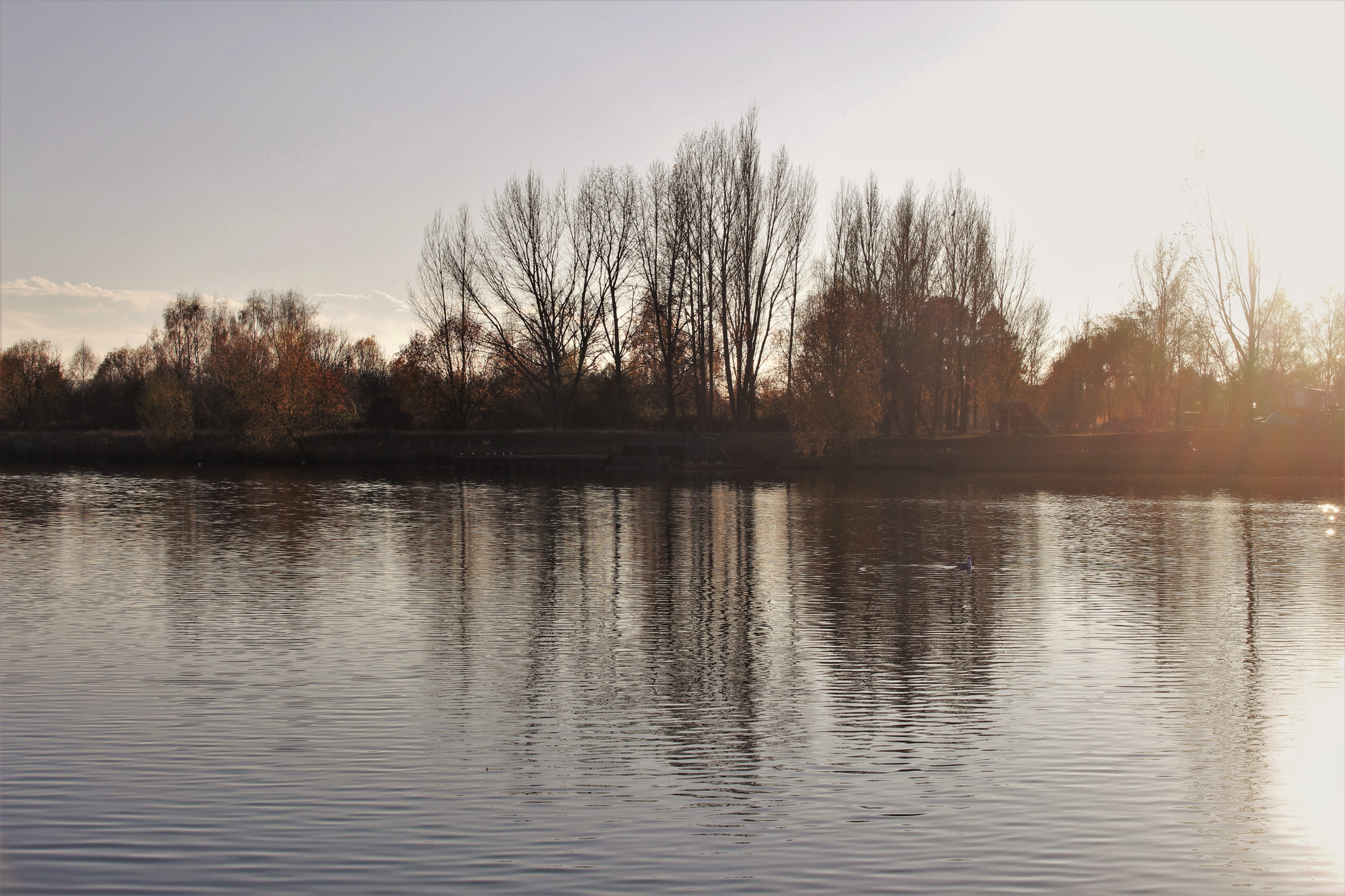 sun, water, tree, reflection, tranquility, lake, waterfront