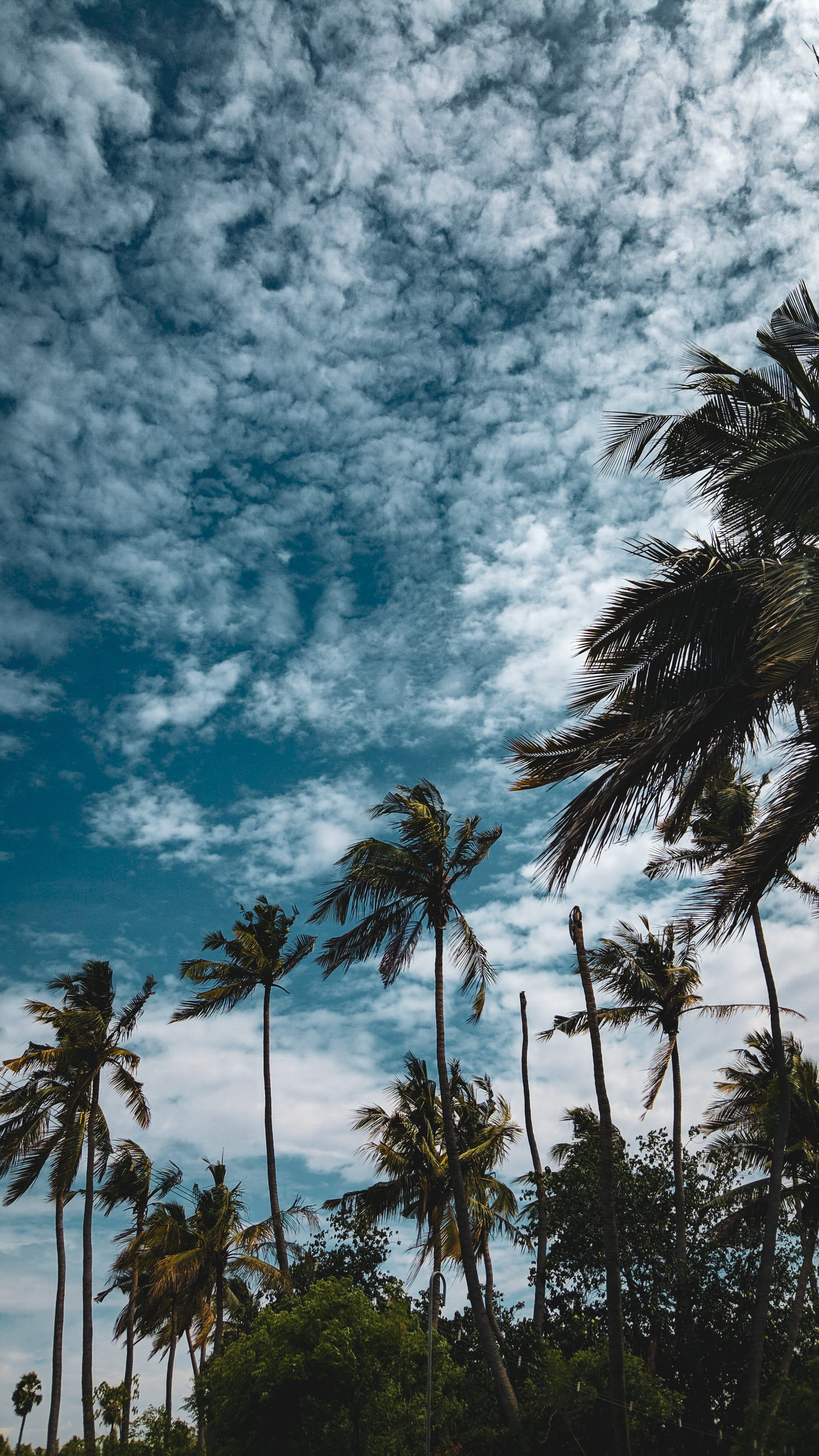 Coconut Trees Under Cloudy Sky, coconuts, daytime, landscape