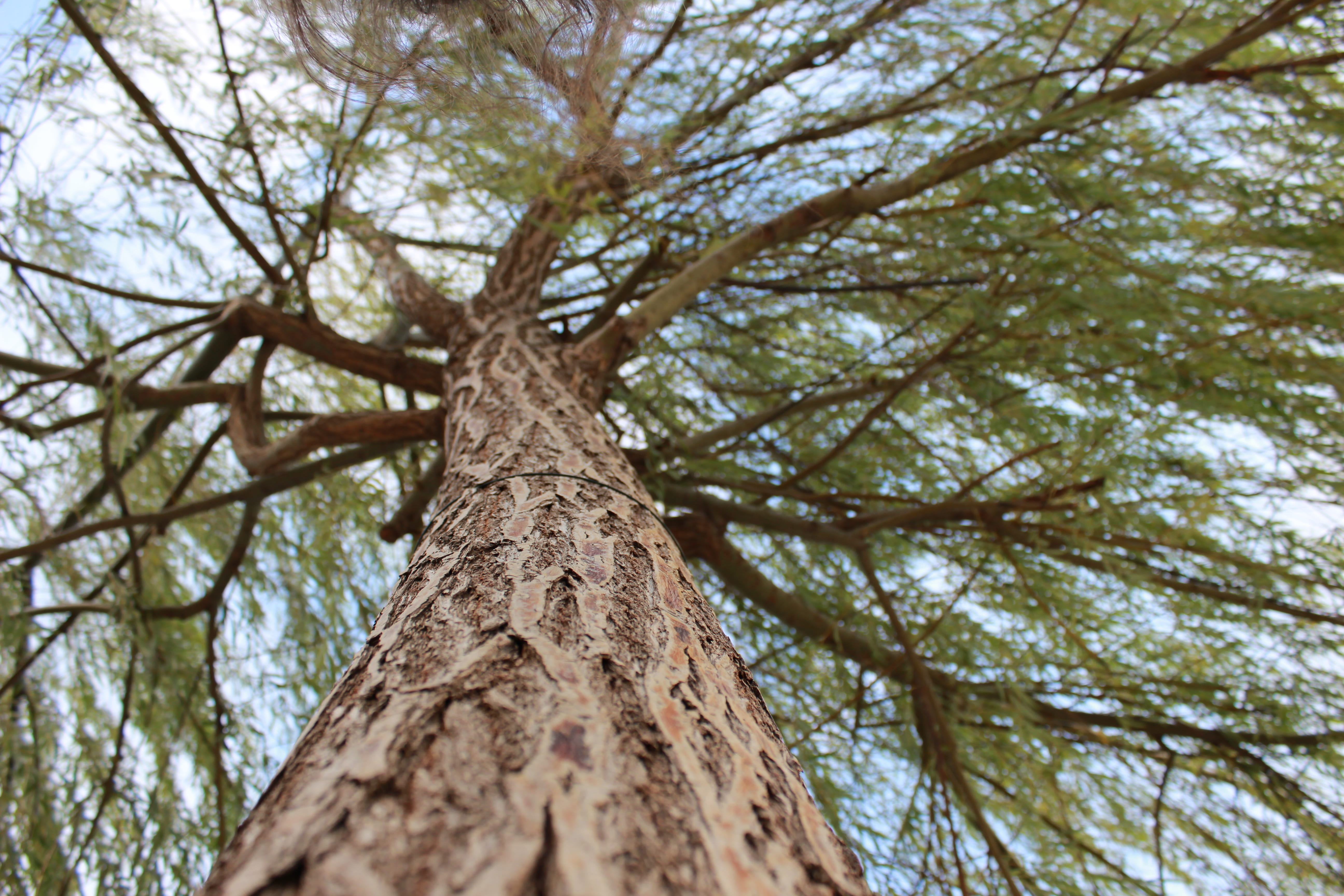 italia, torri del benaco, forest, trees, green, prospective