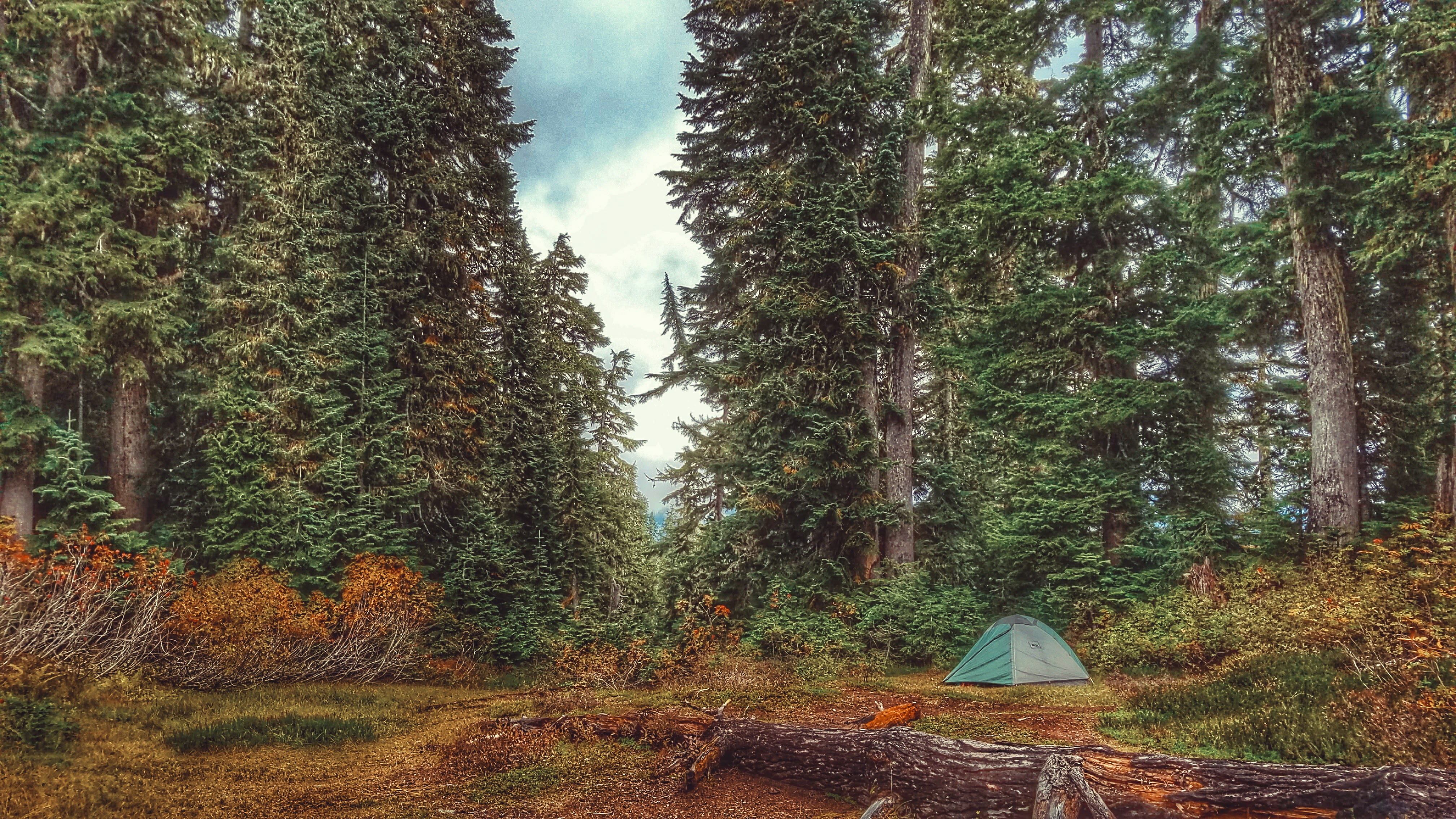 united states, blanca lake trailhead, forest, camping, trees