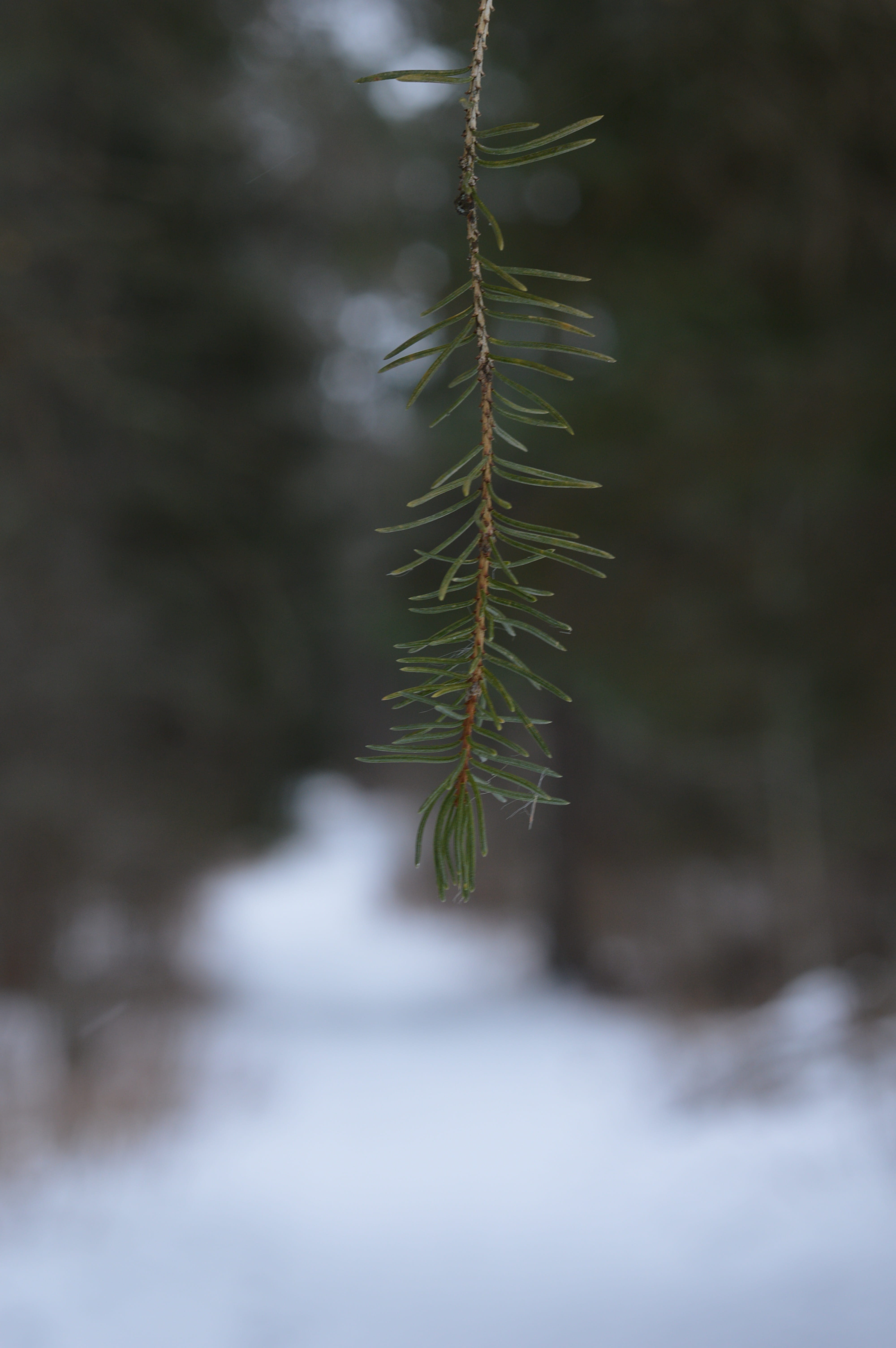 pine needles, pine tree, trees, path, snowy, winter, outdoors
