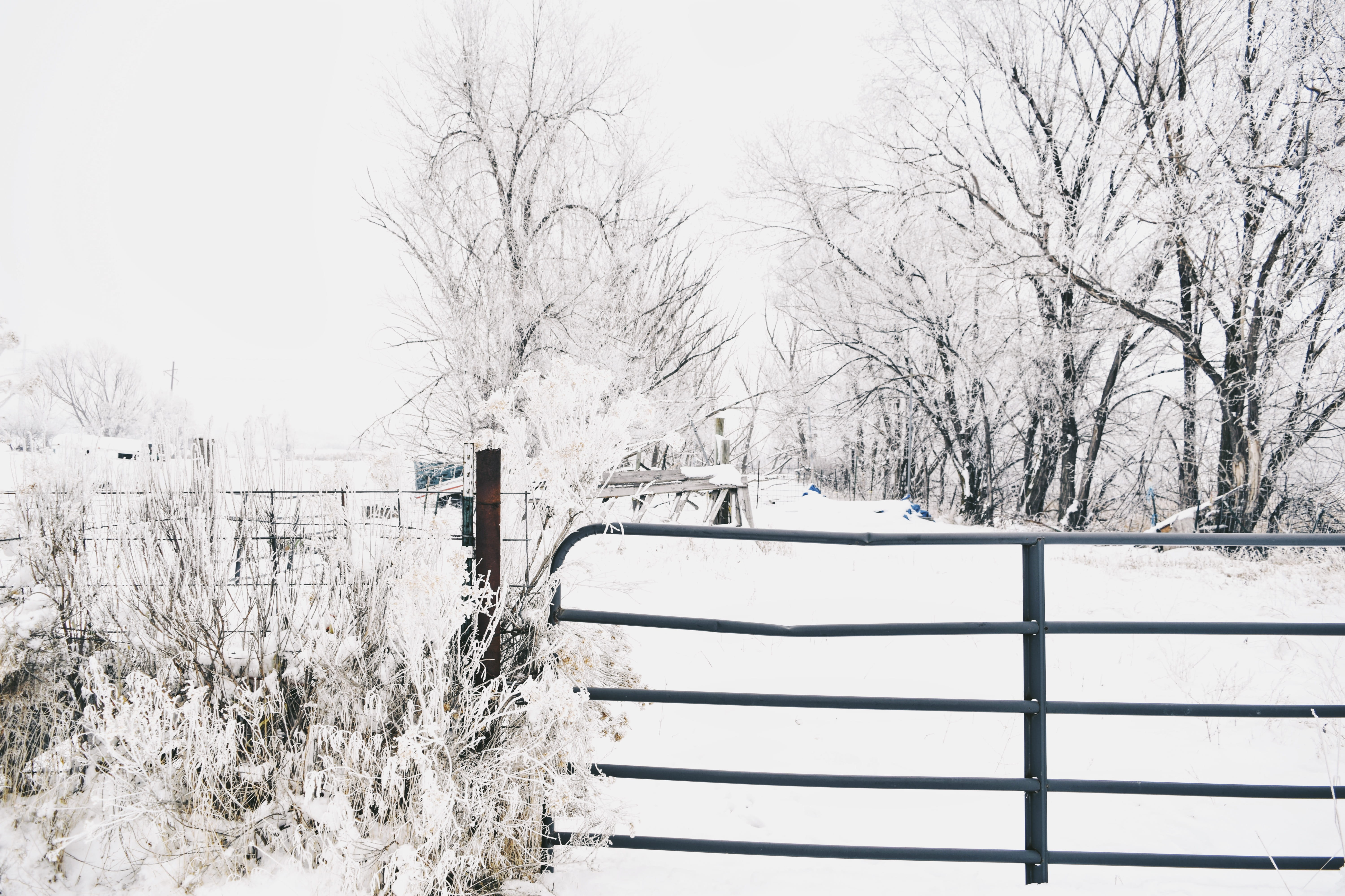 rustic, farm, gate, nature, winter, trees, snow, cold temperature