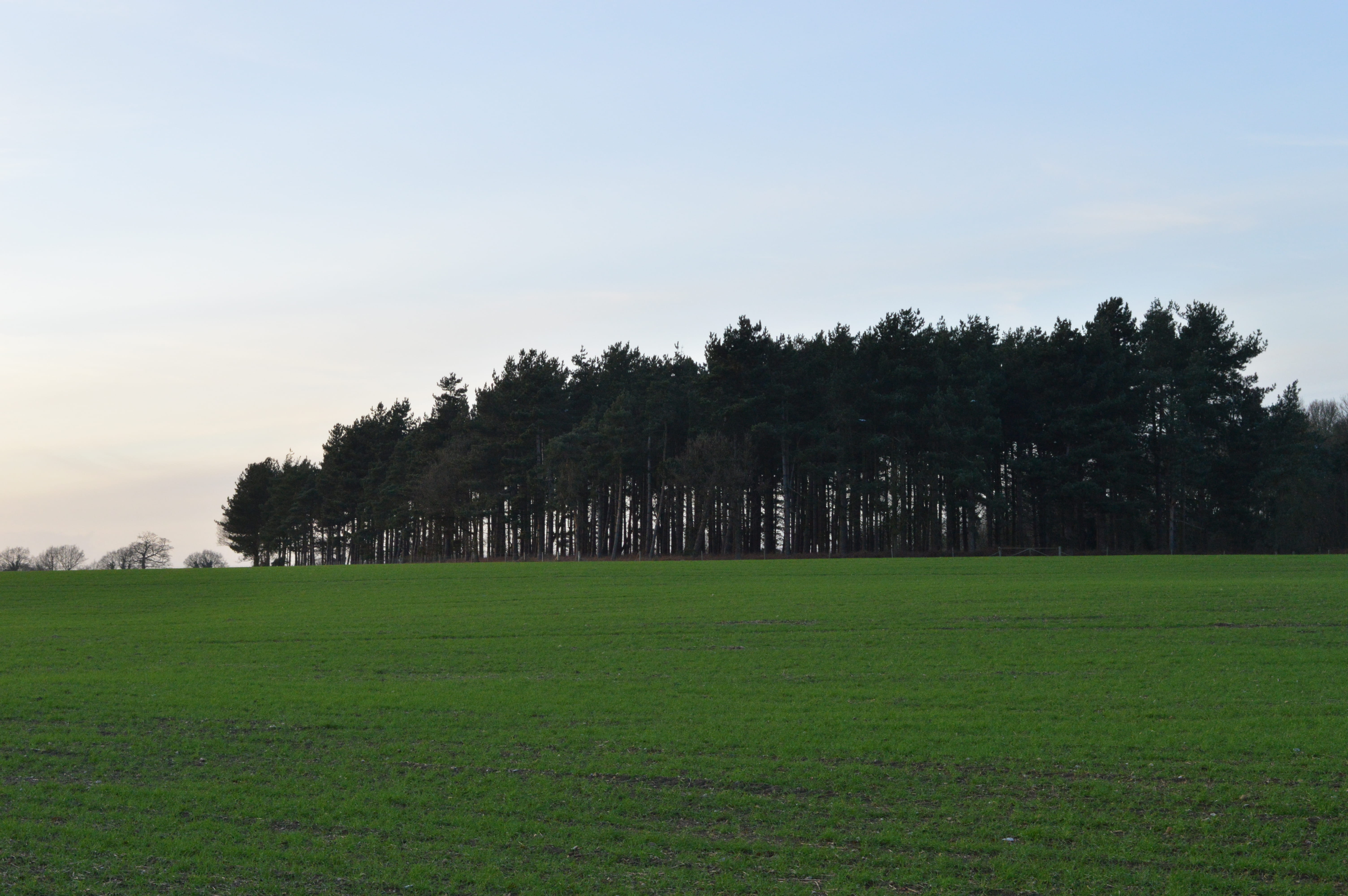 trees, forest, countryside, fields, green, plant, sky, grass
