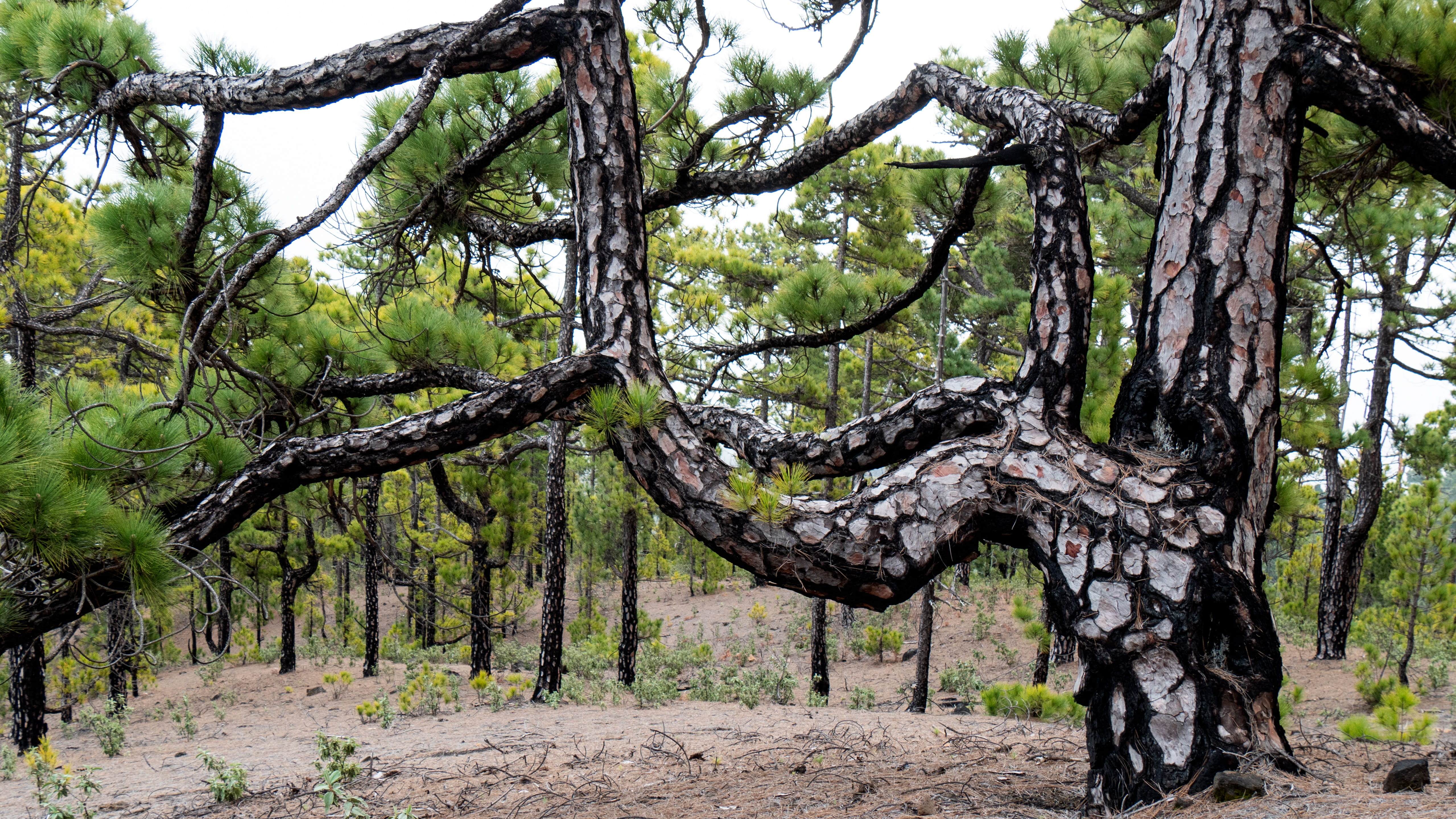 tree, pine forest, nature, log, structure, plant, trunk, tree trunk