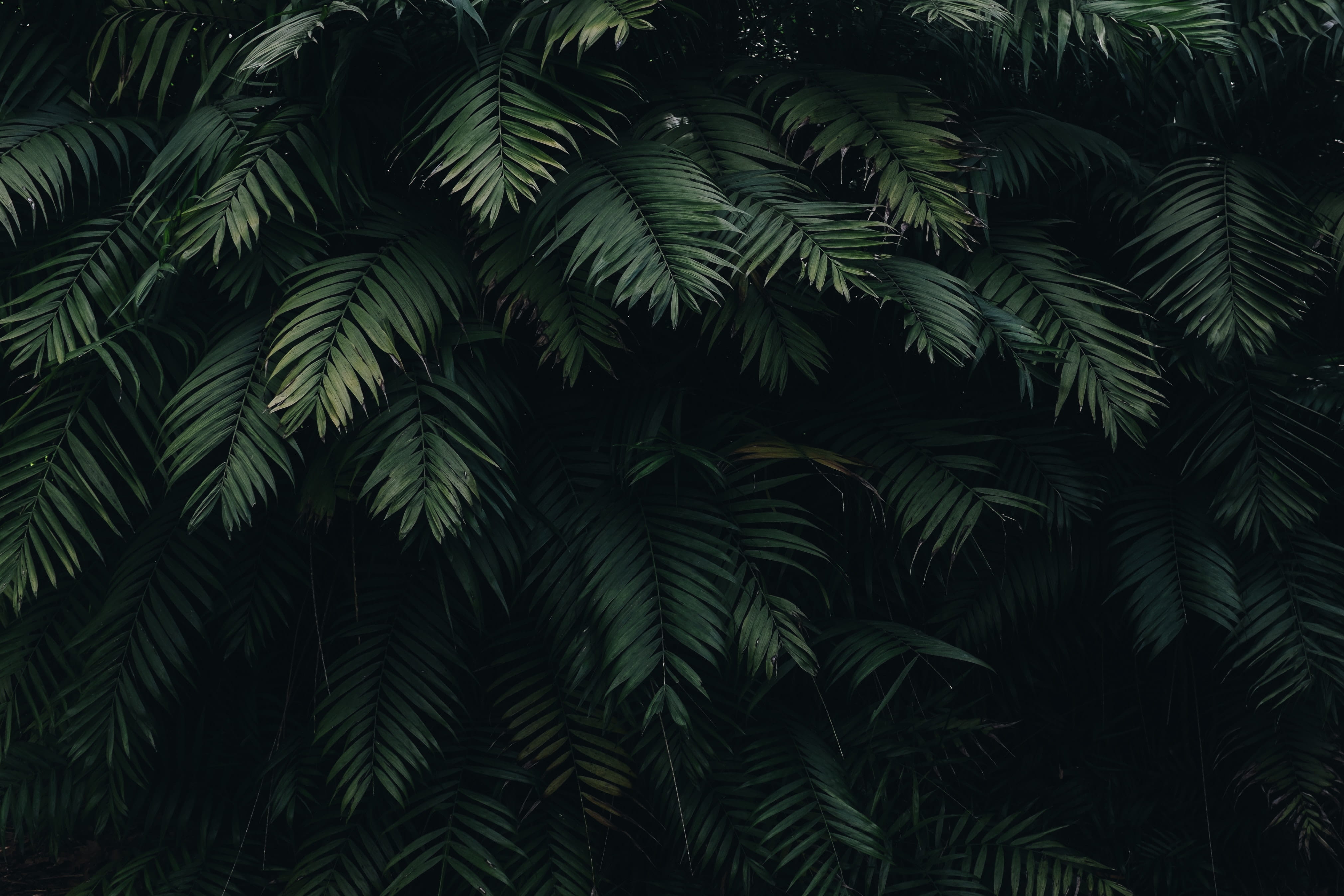 Free download | HD wallpaper: black, green, leaves, plants, green color