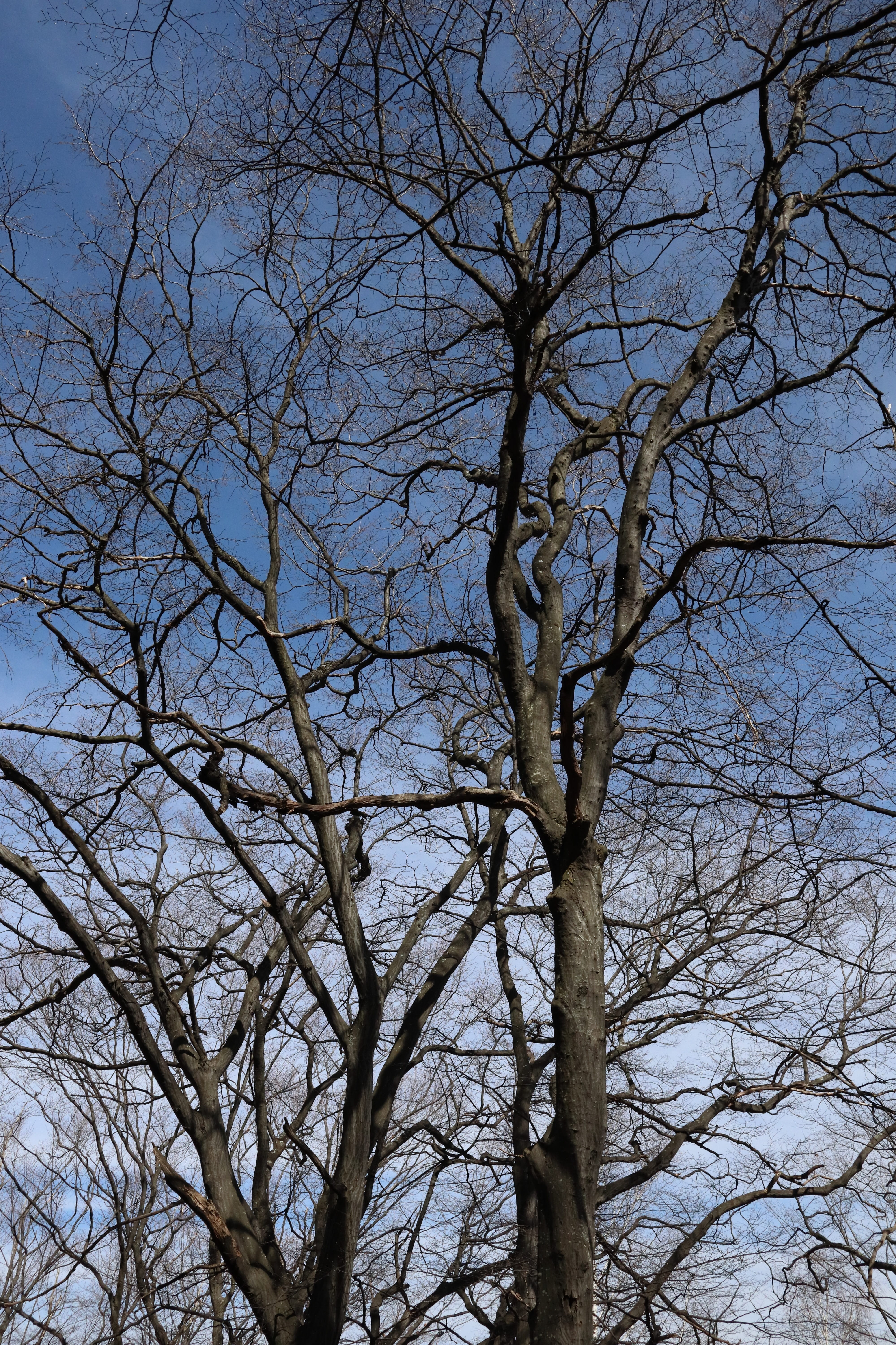 up, trees, sky, nature, branches, forest, bare tree, plant