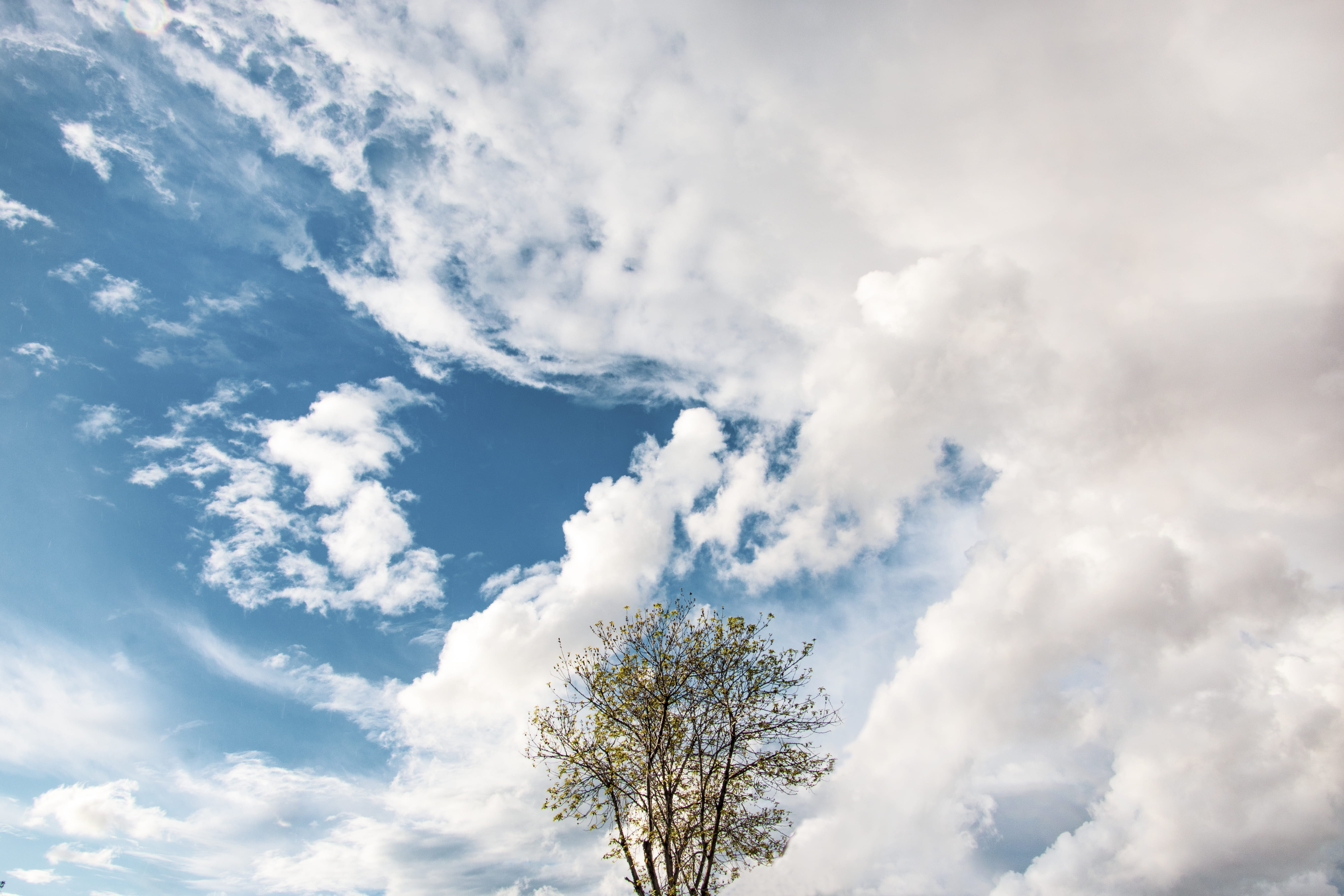 green-leafed tree under white clouds, cloud - sky, low angle view