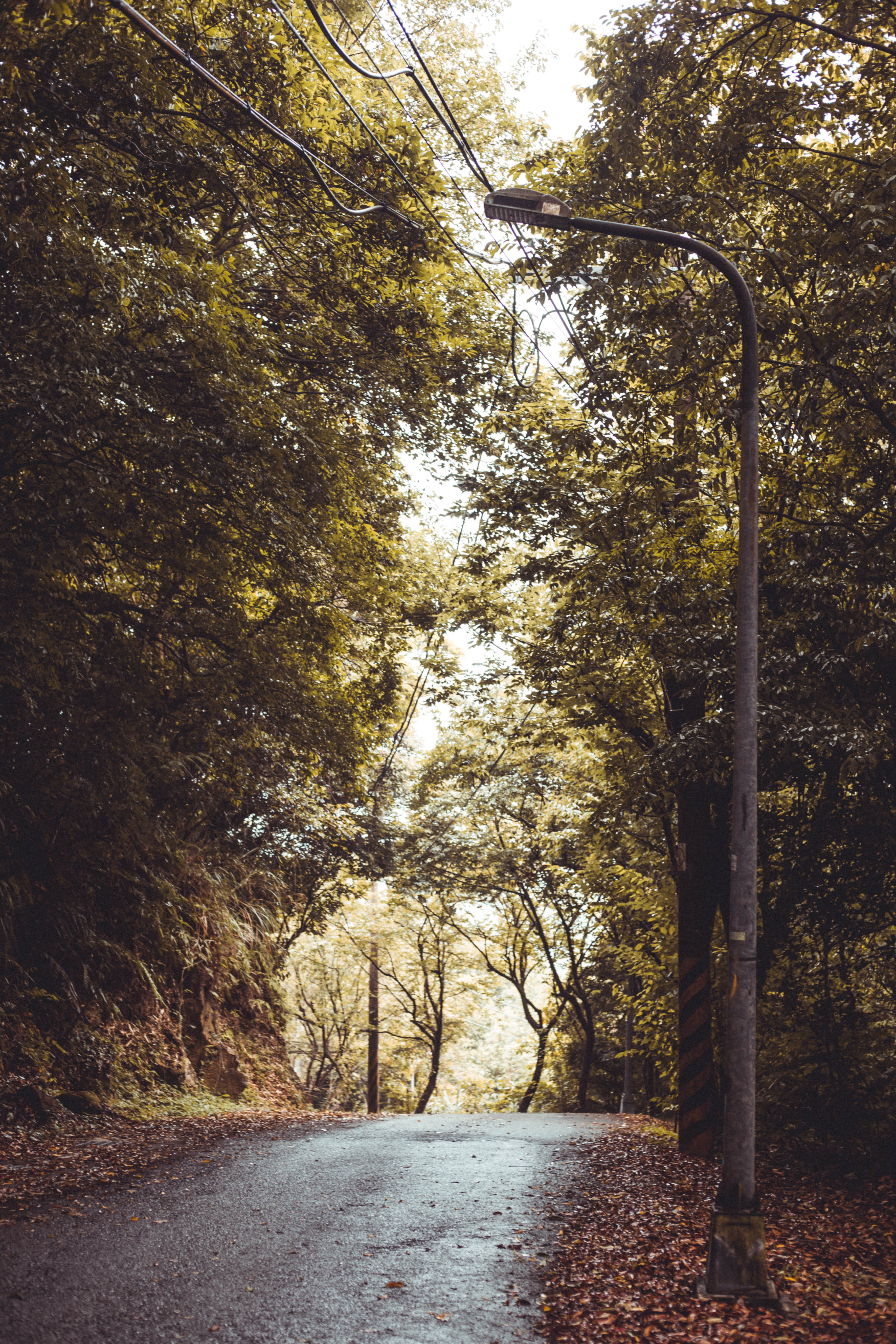 forest, trees, green, blue, sky, road, way, path, alone, magic