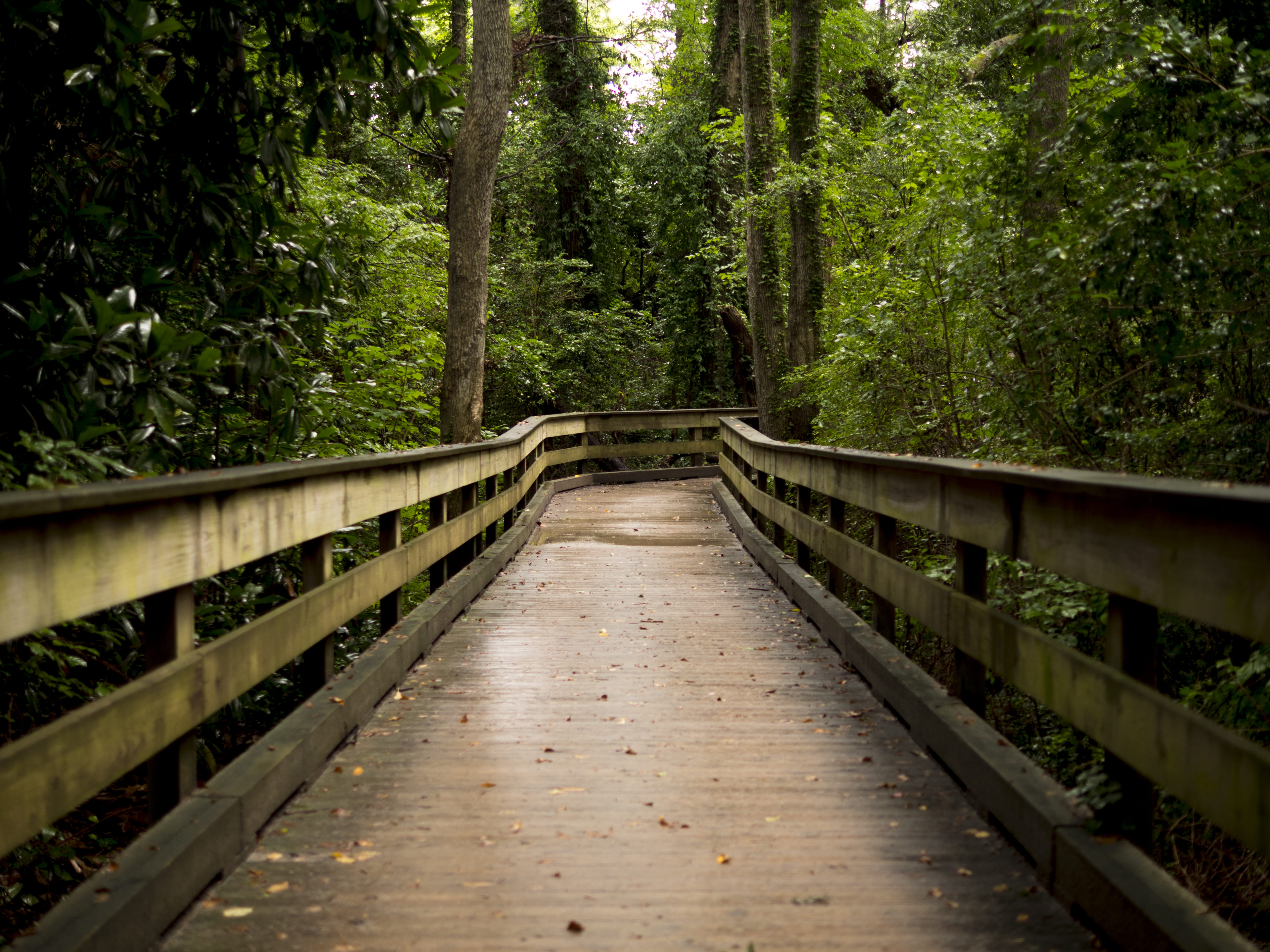 brown wooden bridge between forest, tree, the way forward, direction