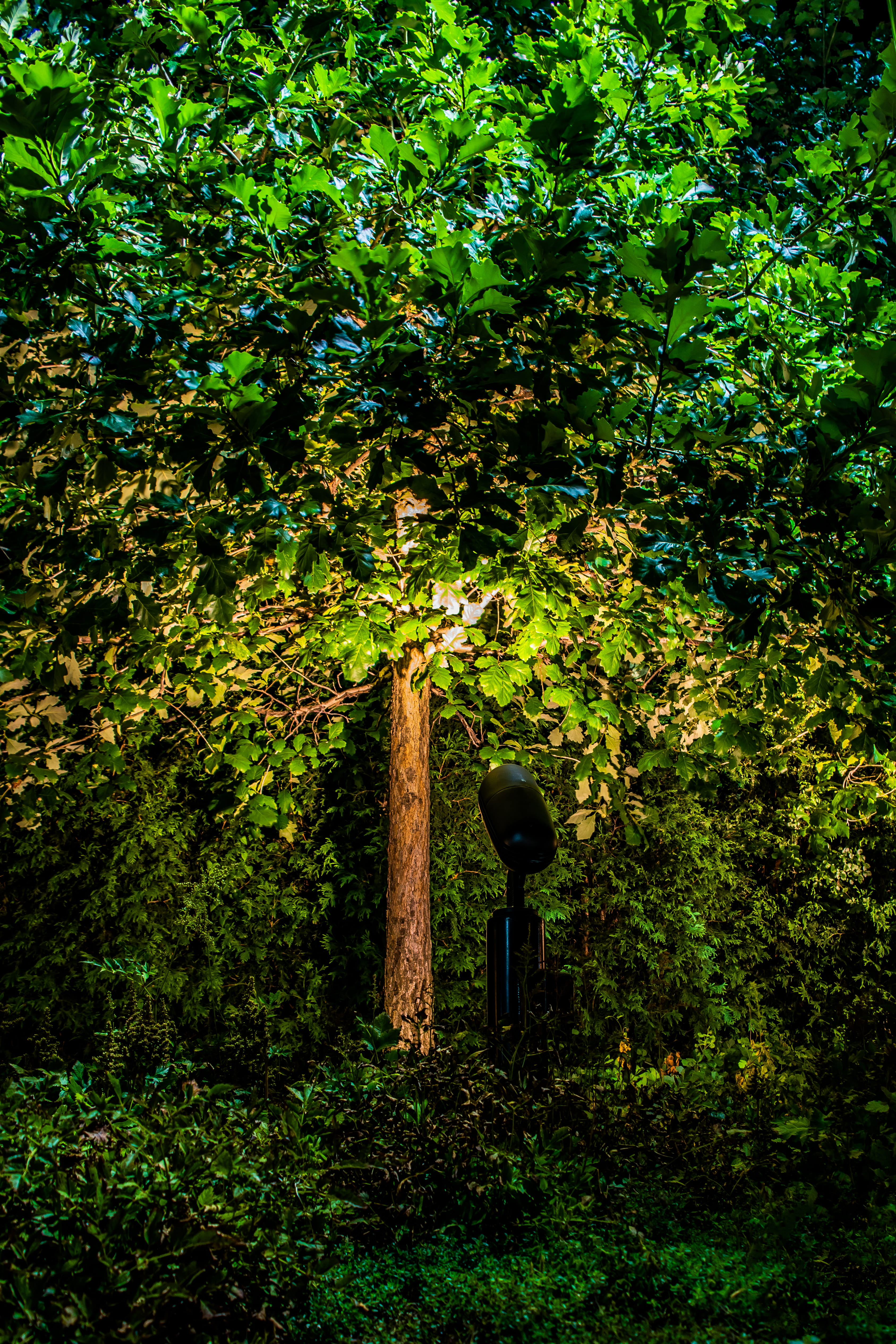 tree, trees, light, night, garned, spotlight, green, leaf, leaves