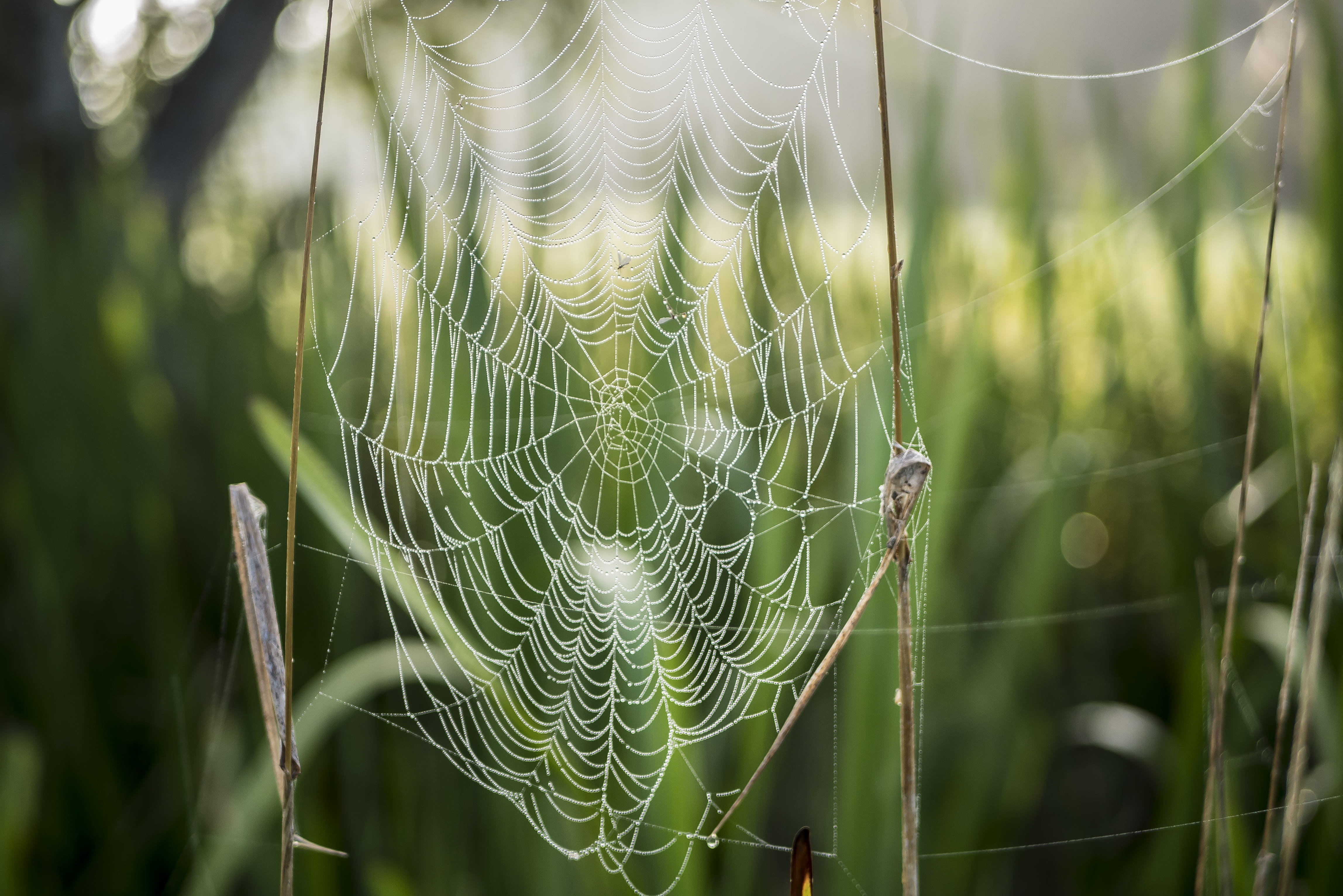 cobweb, morgentau, beaded, dewdrop, spin threads, spring lake
