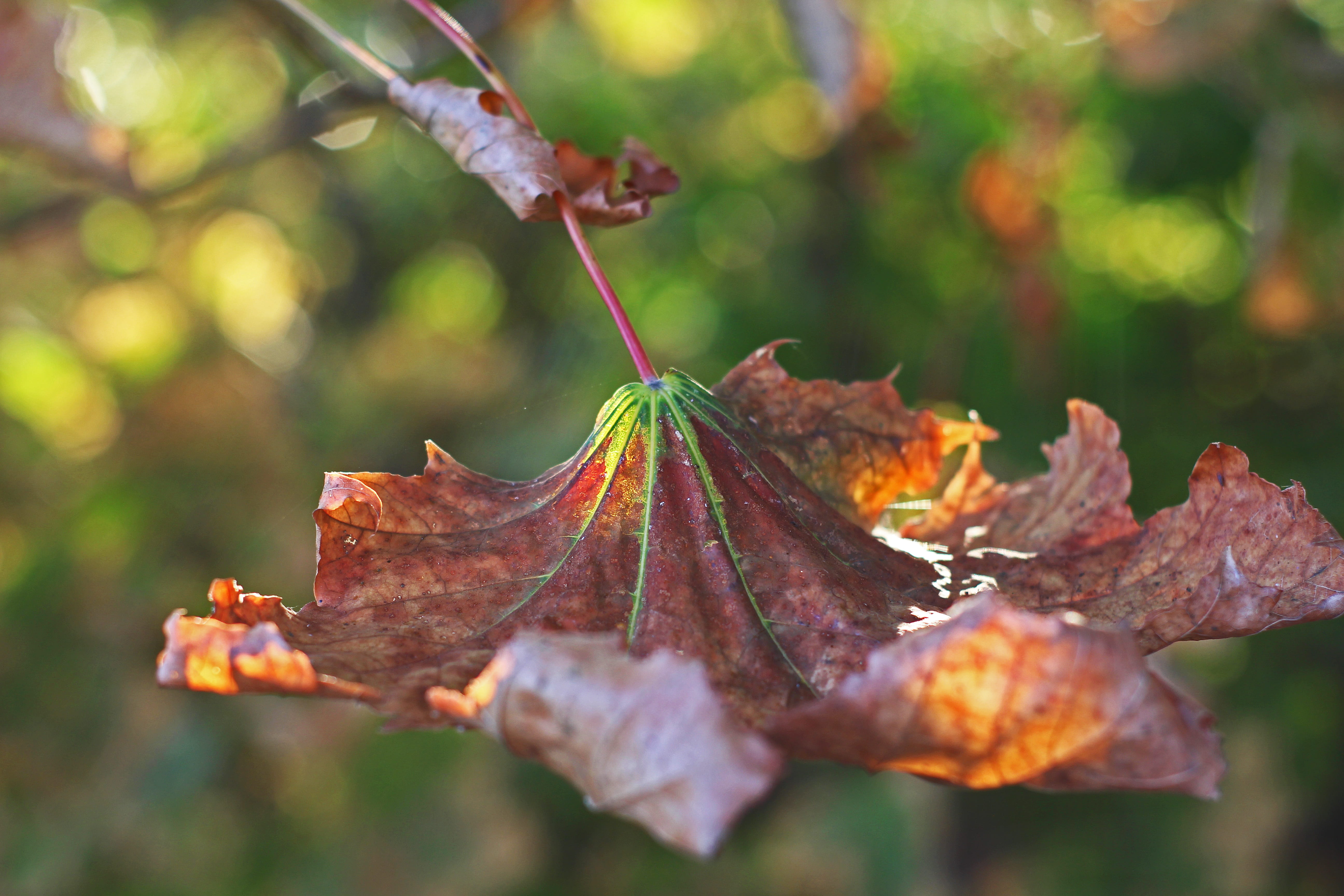 foliage leaf, fall foliage, maple leaf, fall color, autumn