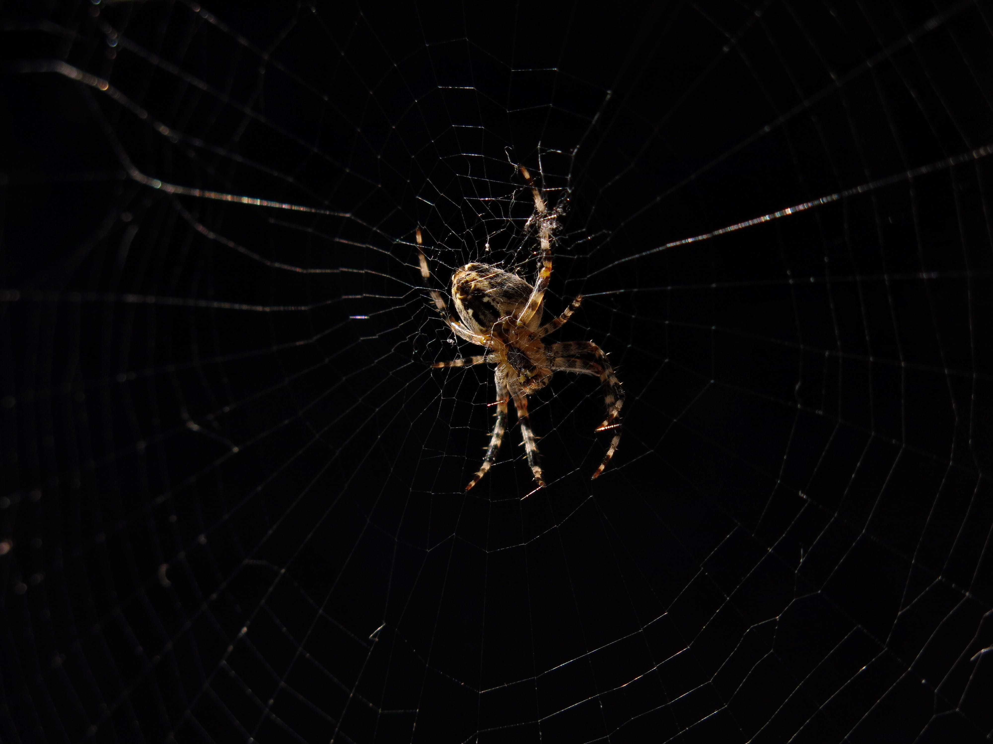 garden spider, spider of the year 2010, araneus, web, cobweb