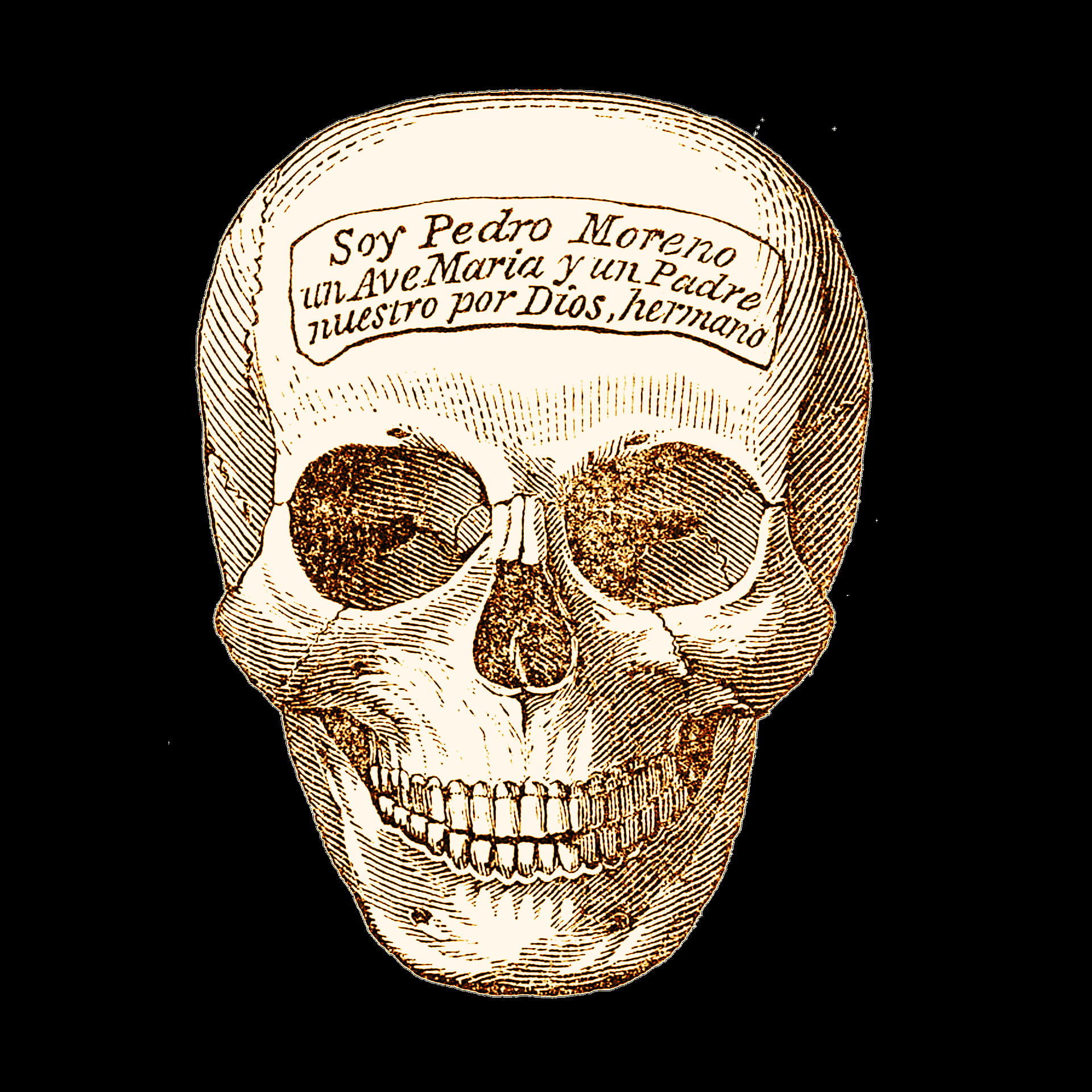 head, bone, human, graphics, black background, close-up, studio shot