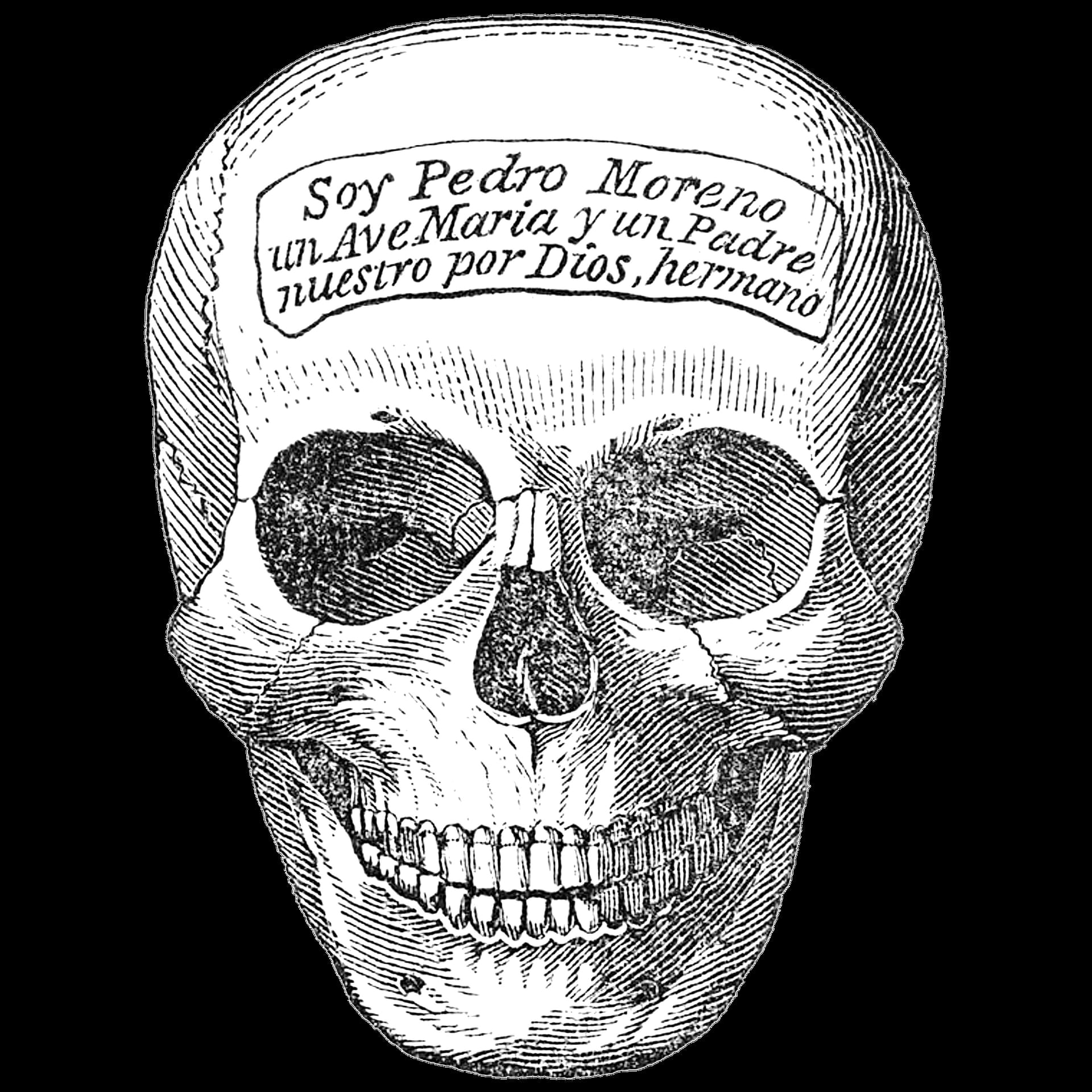 head, bone, human, graphics, close-up, black background, indoors