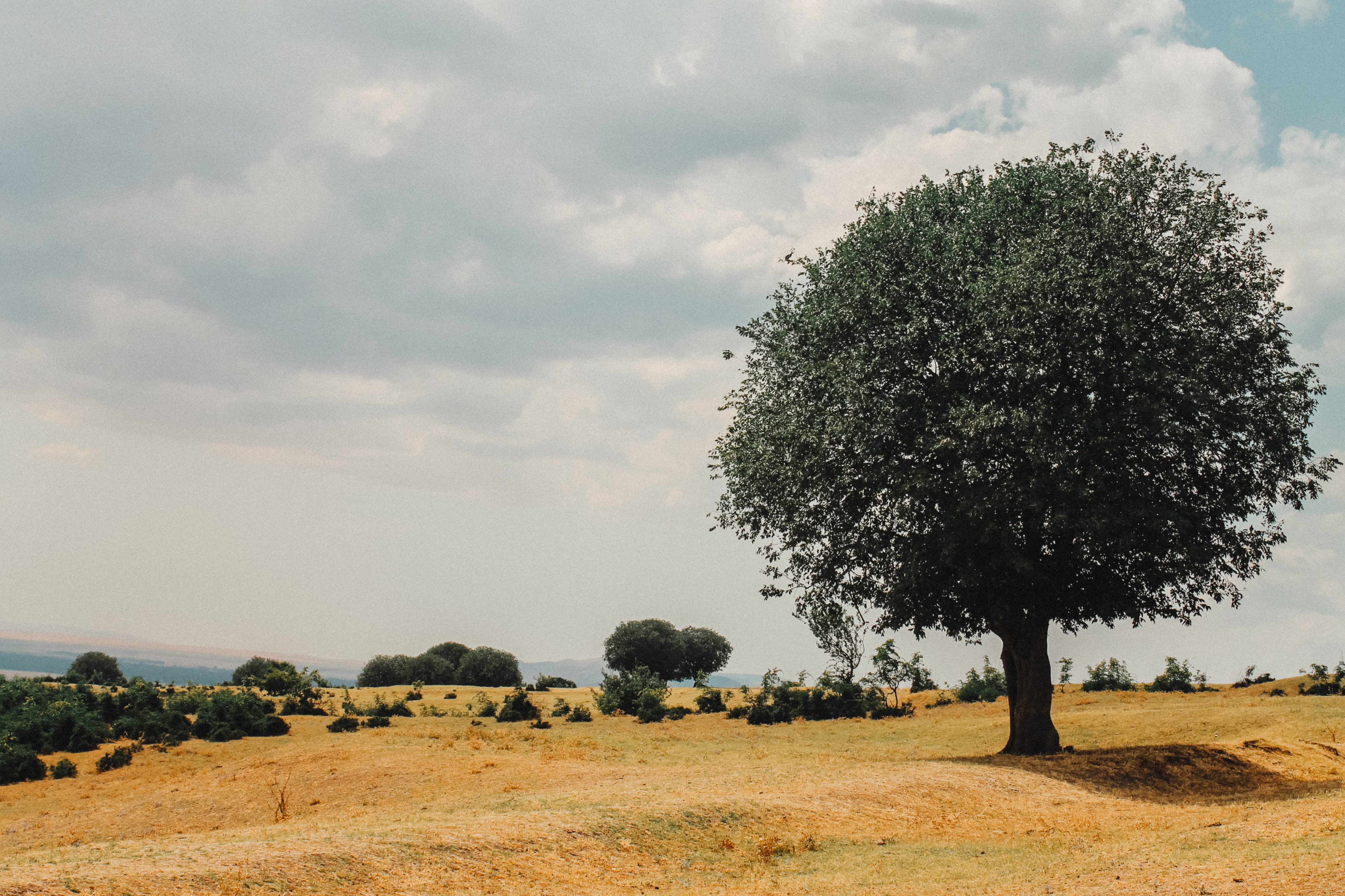 tree, sky, cloud, plant, landscape, environment, cloud - sky