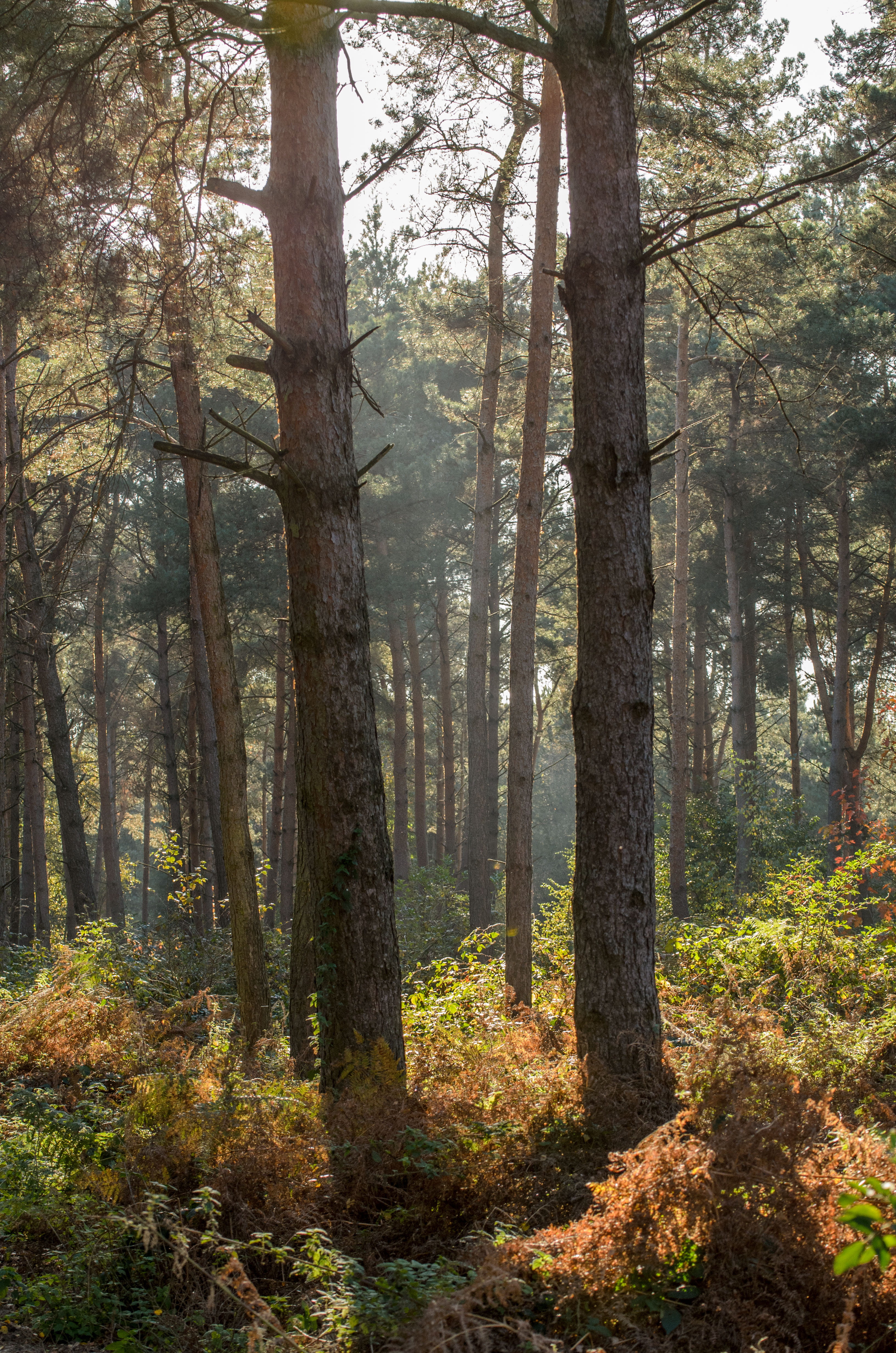 tree, trees, forest, woods, autumn, fall, sun, outdoors, walk