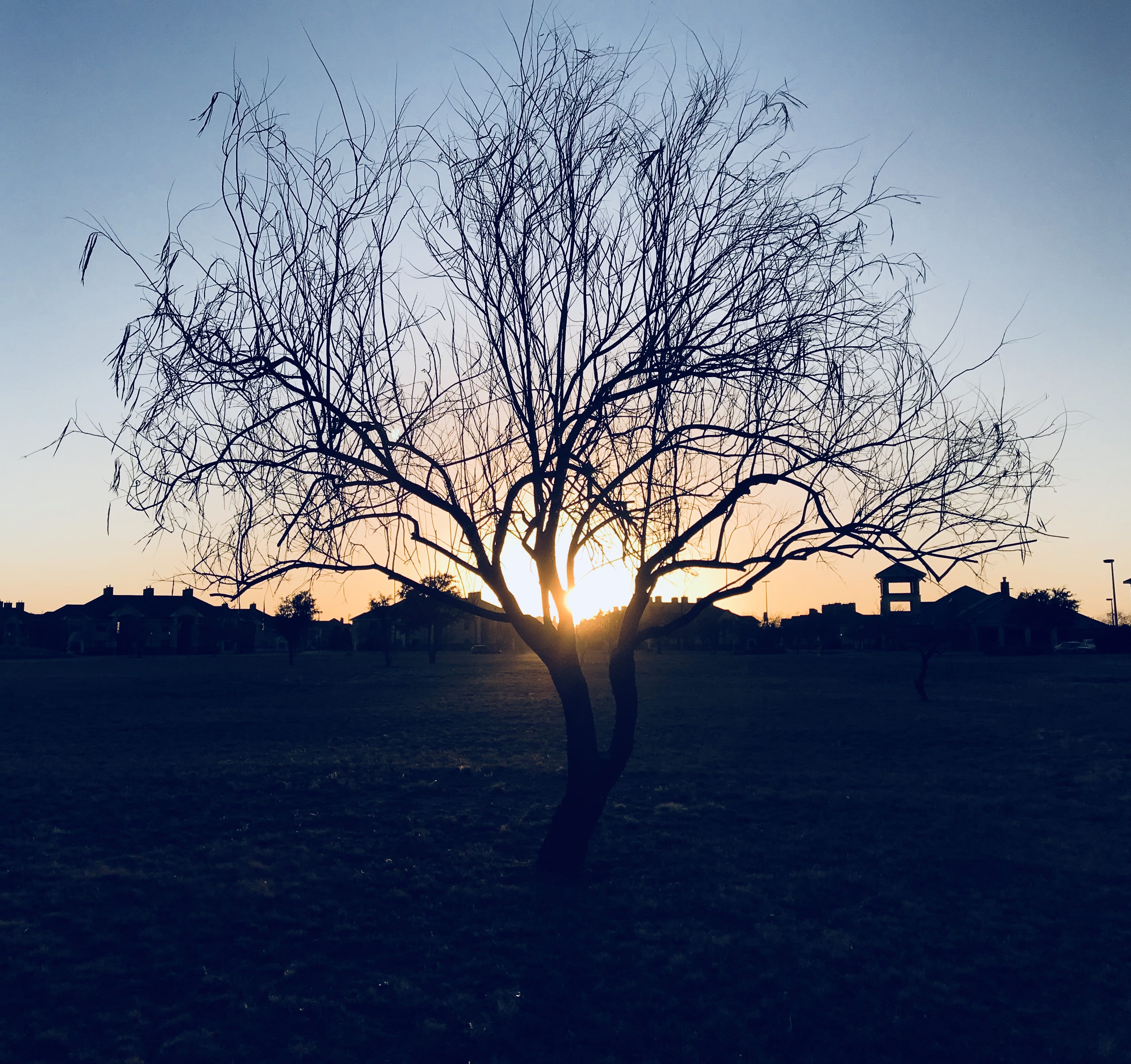 Silhouette of Bare Tree during Sunset, backlit, branches, dramatic