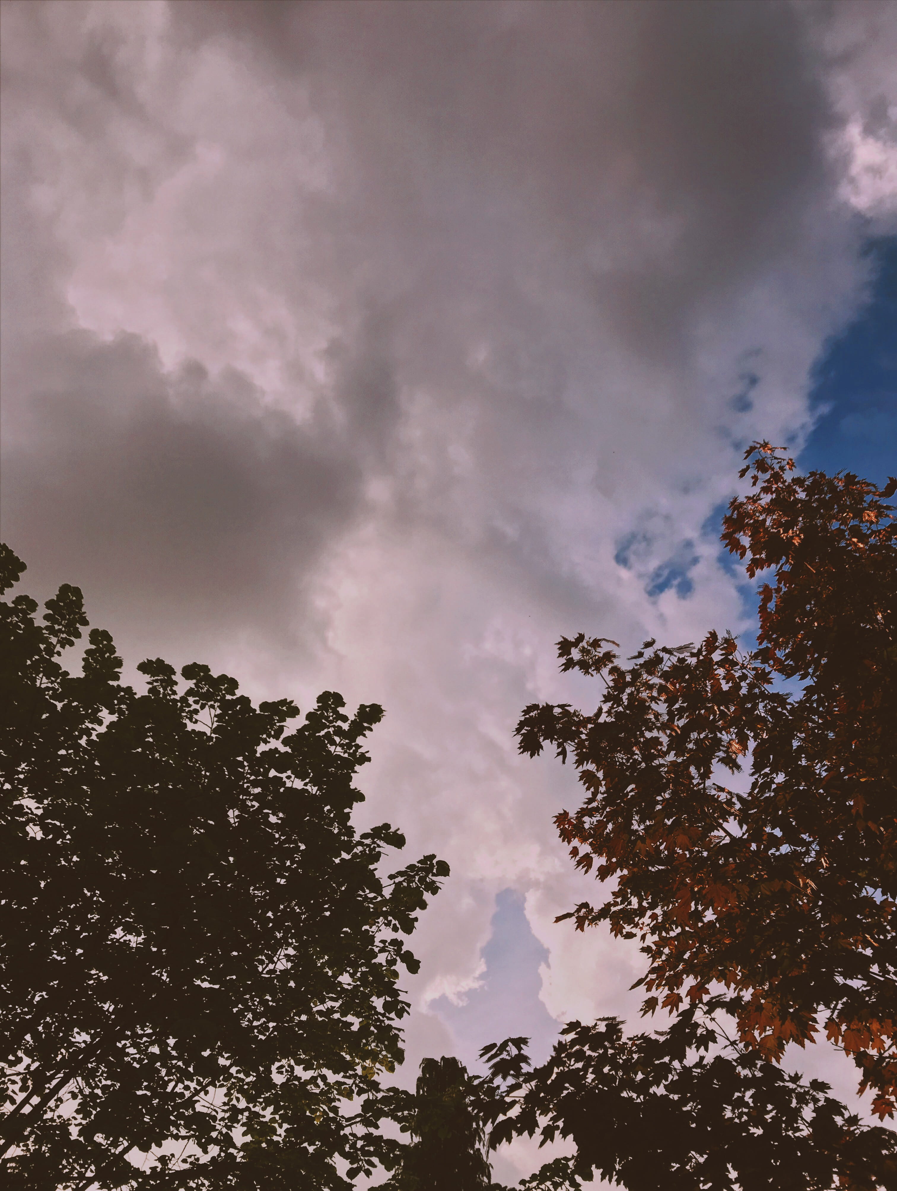 Trees Under Cloudy Sky, clouds, daylight, cloud - sky, low angle view