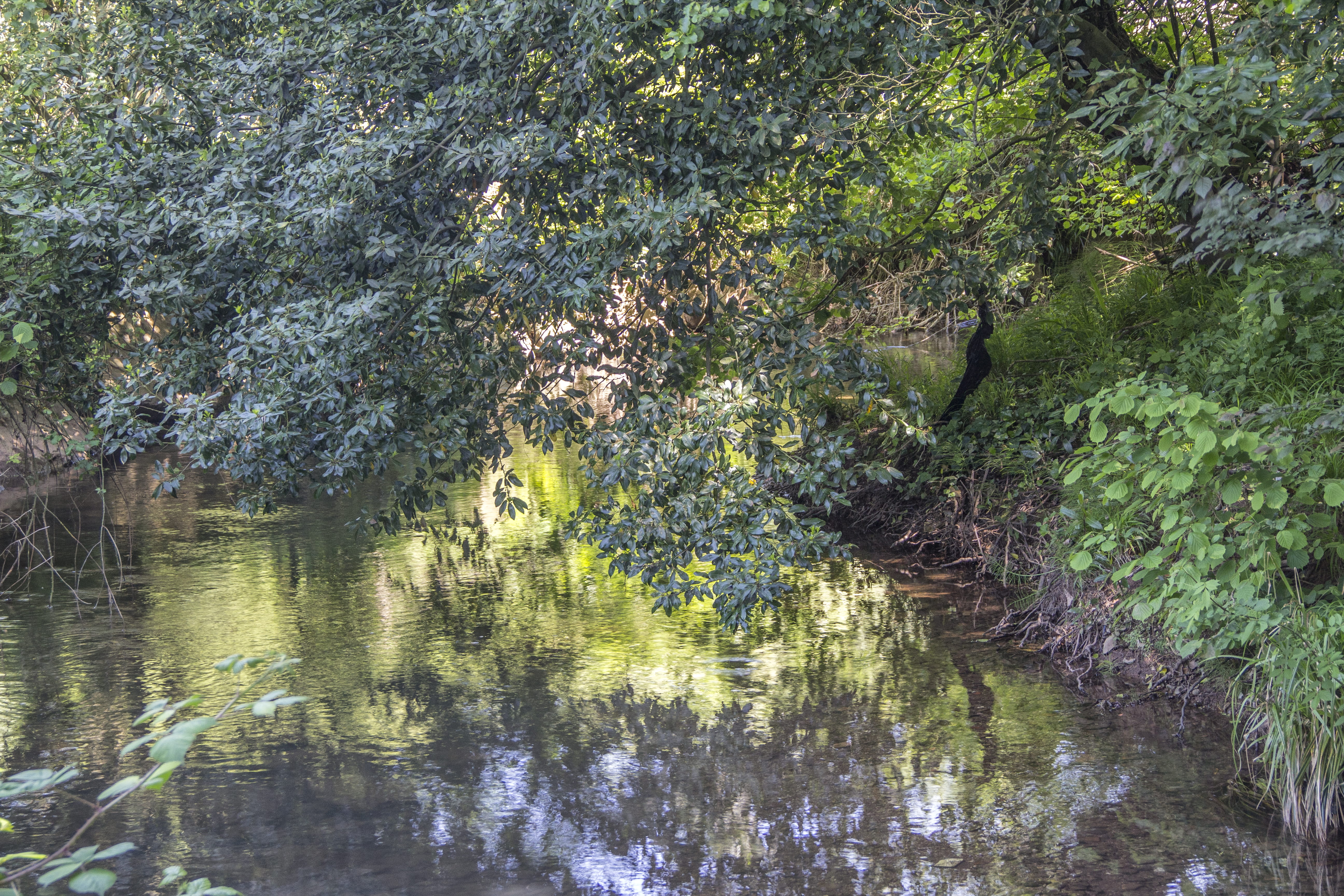 trees, water, lake, waterfront, plant, reflection, tranquility
