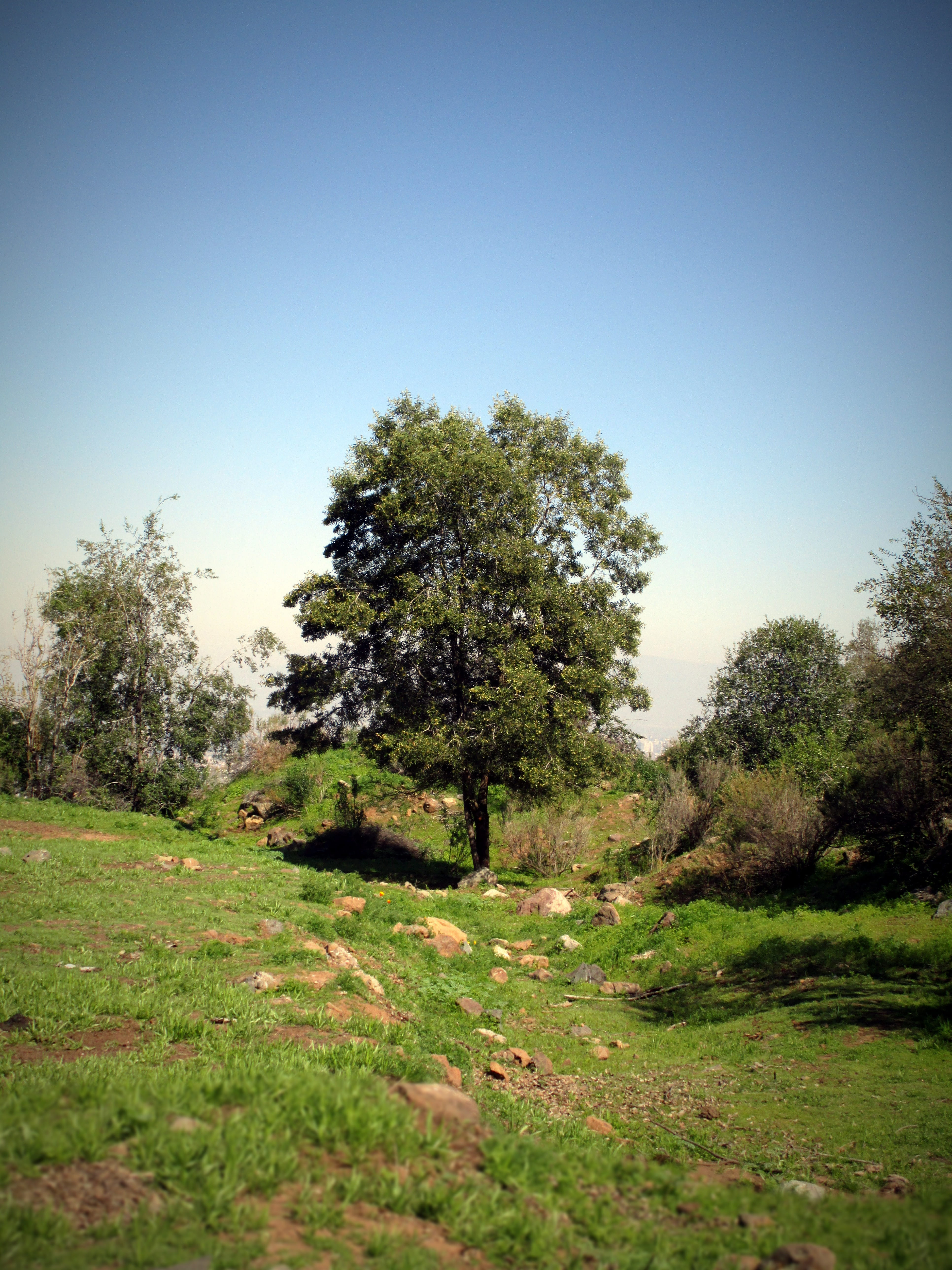 tree, leaf, nature, landscape, green, plant, sky, tranquility