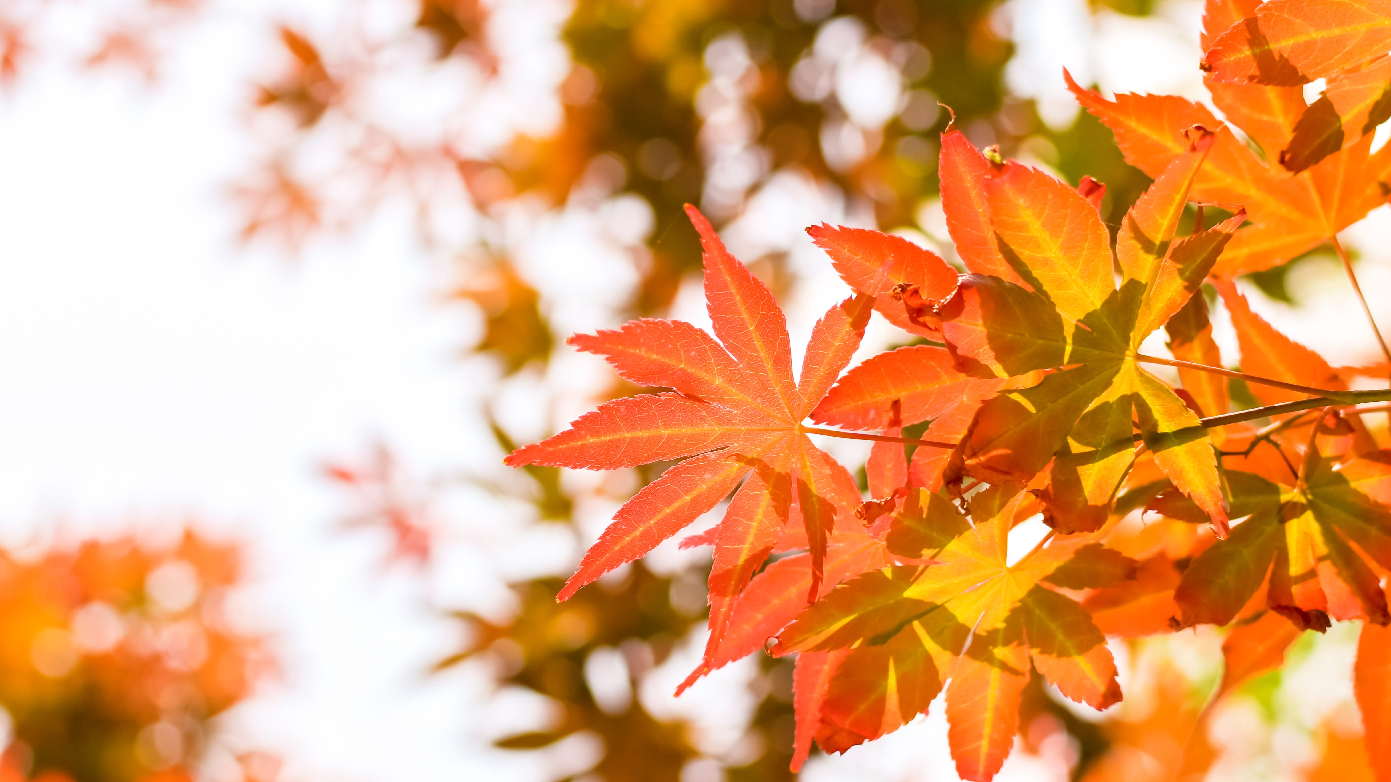 leaf, plant, tree, maple, maple leaf, veins, sunlight, iris