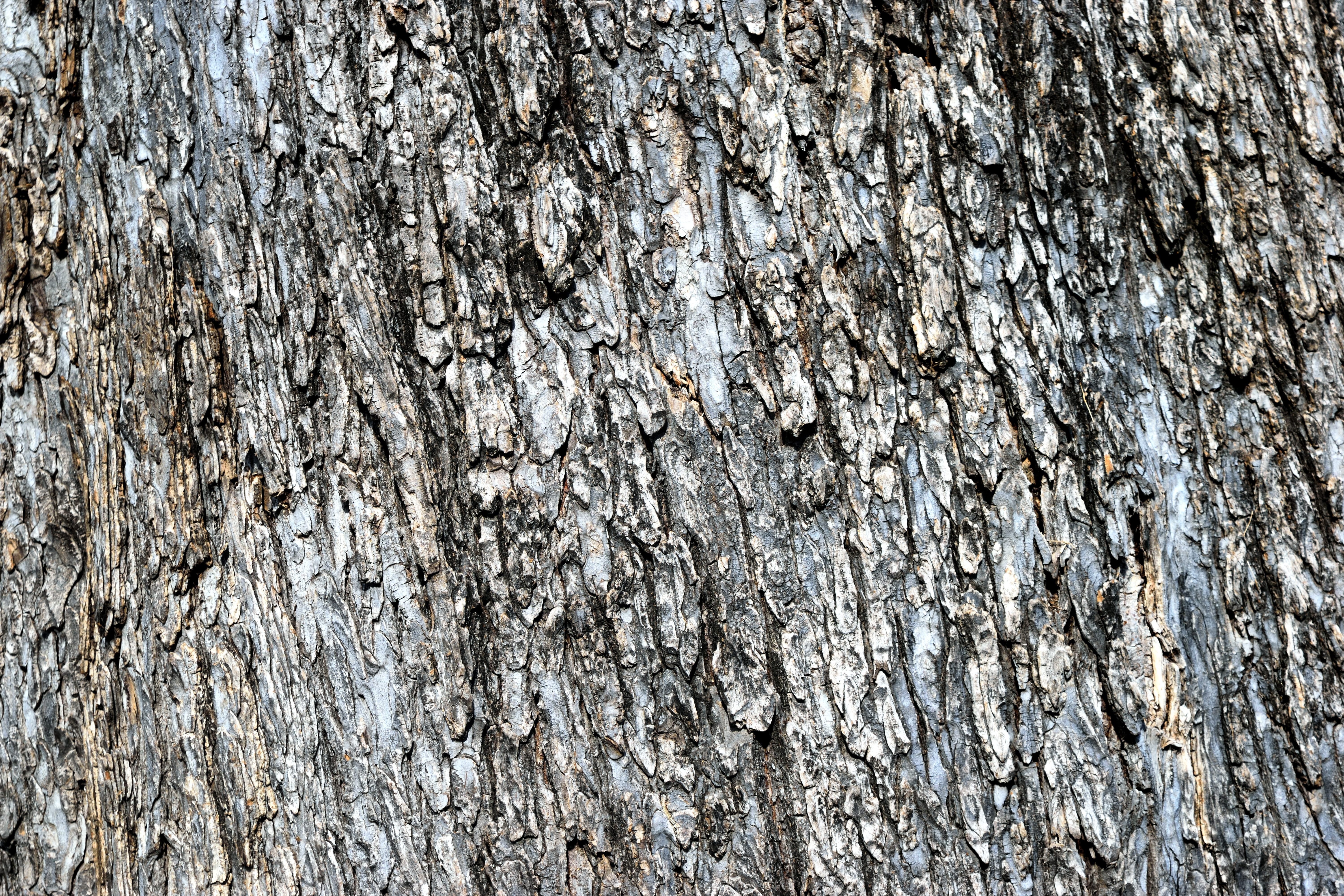 tree back, background, texture, pattern, nature, forest, landscape