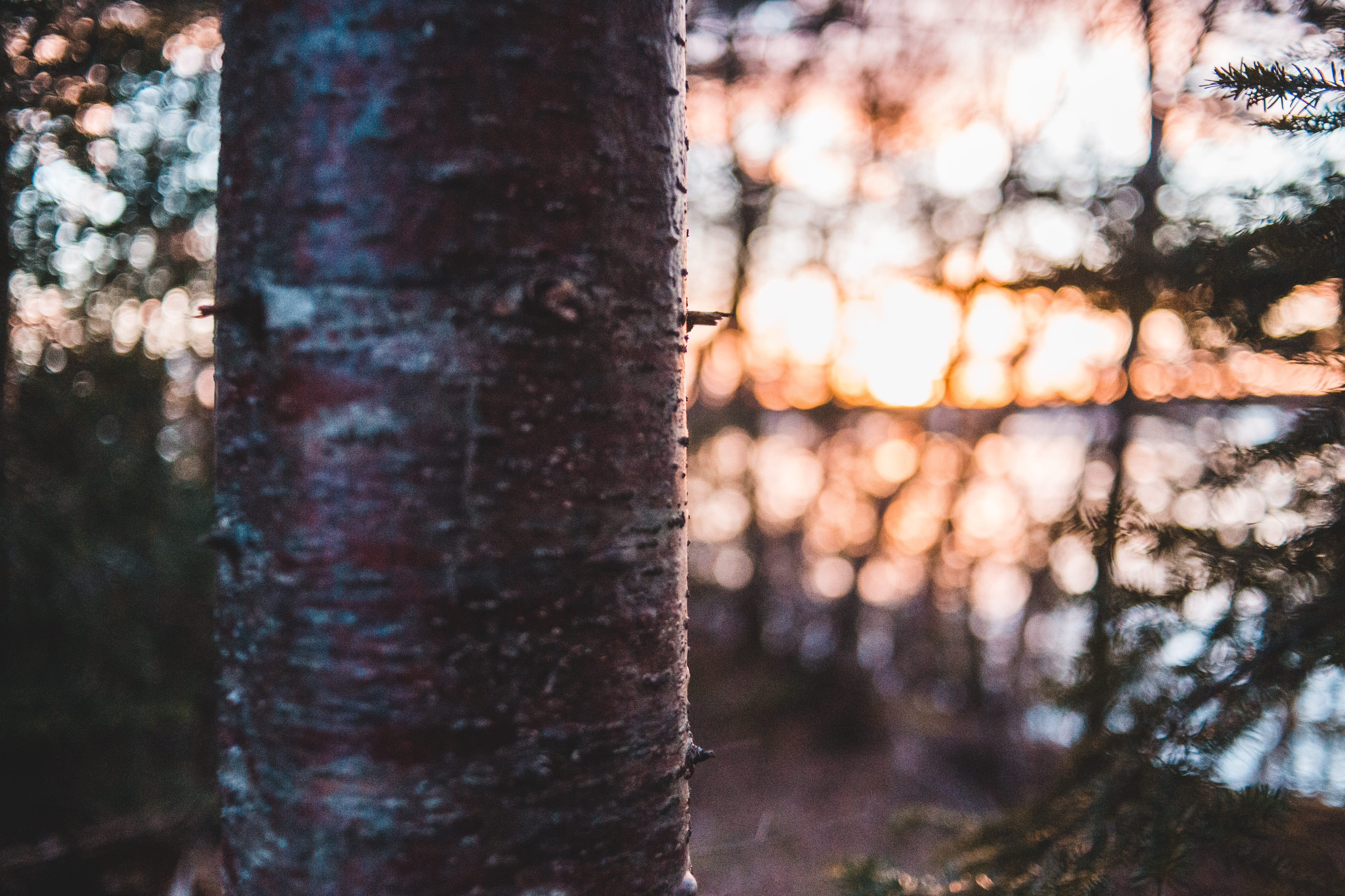 plant, tree, tree trunk, para rubber tree, birch, root, animal