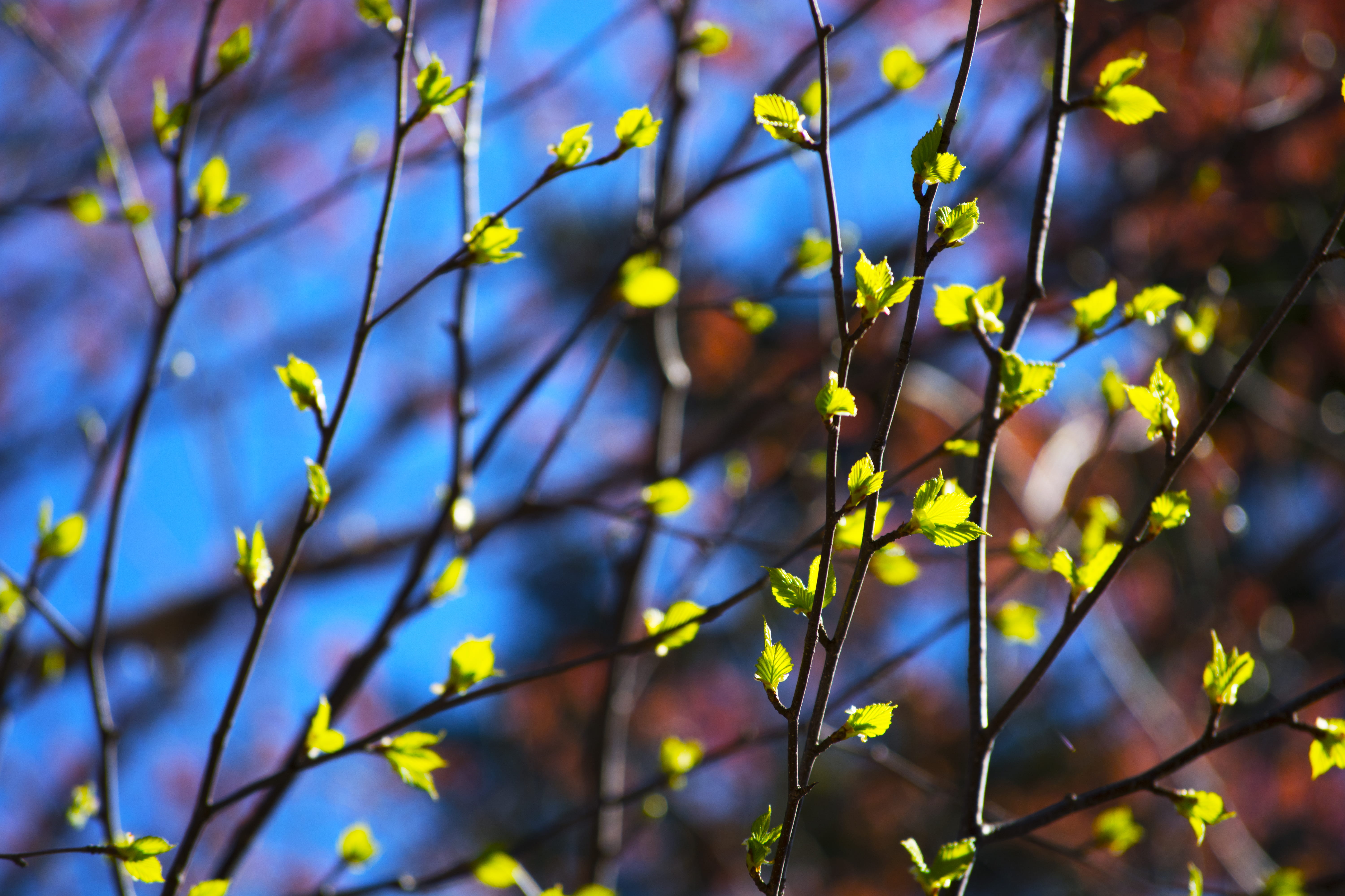plant, flare, light, leaf, blossom, flower, nature, tree, pattern