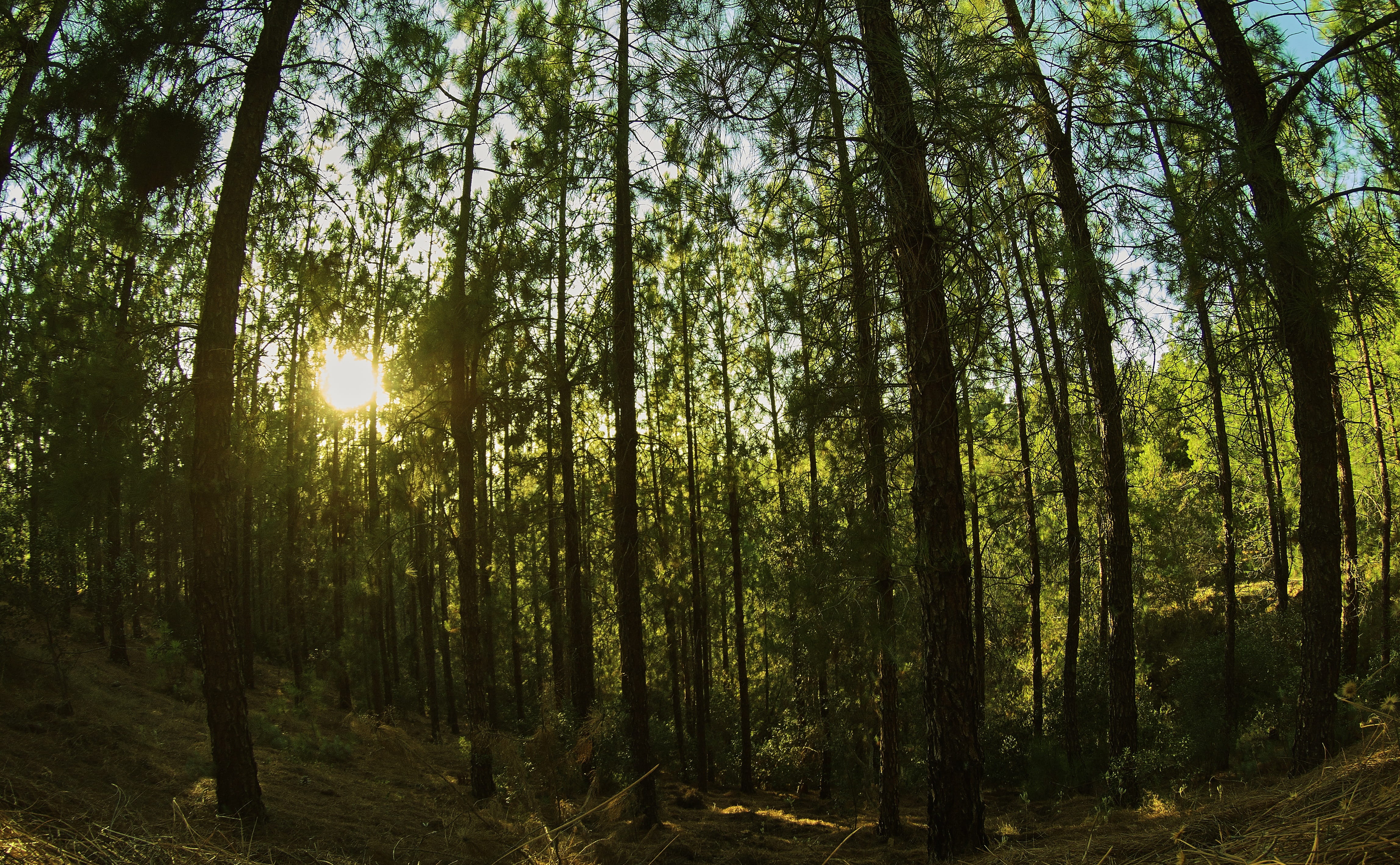 forest, forests, pine forest, nature, landscape, sunset, tree