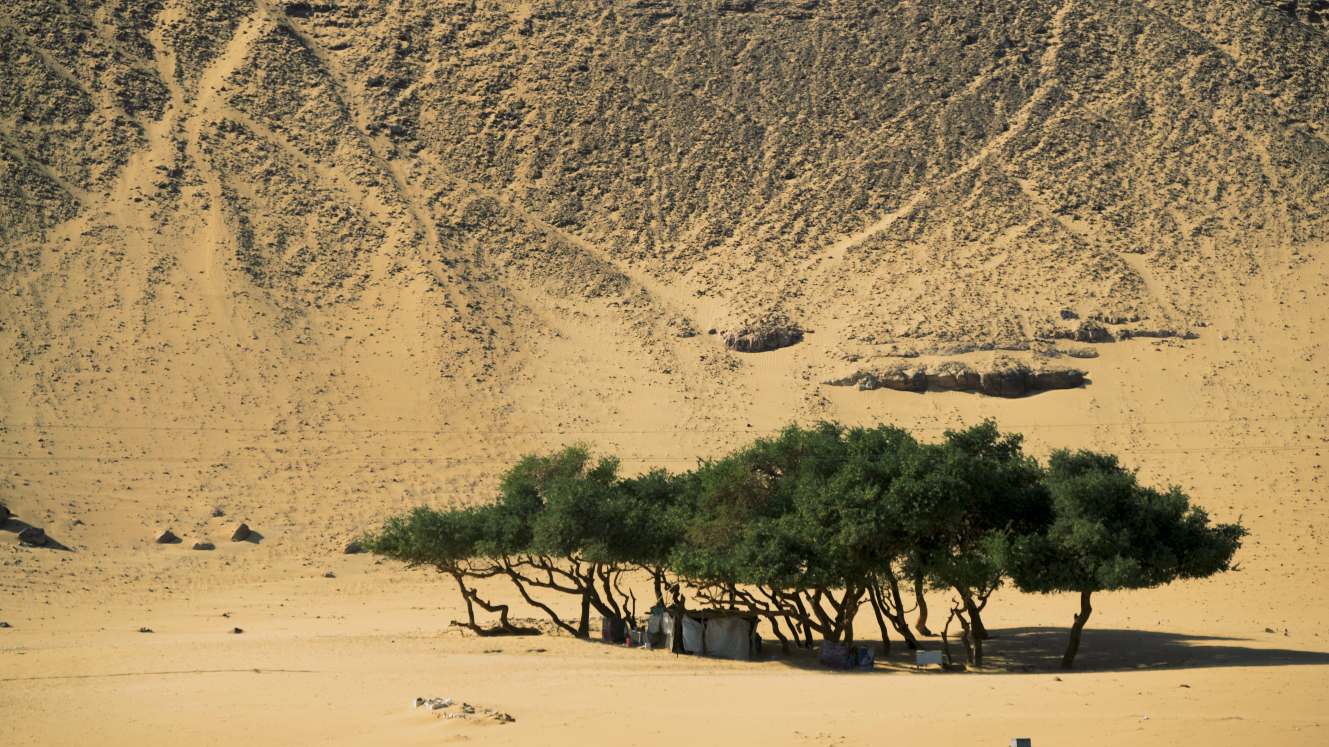 egypt, aswan, trees, desert, mountain, nature, sand, land, beach