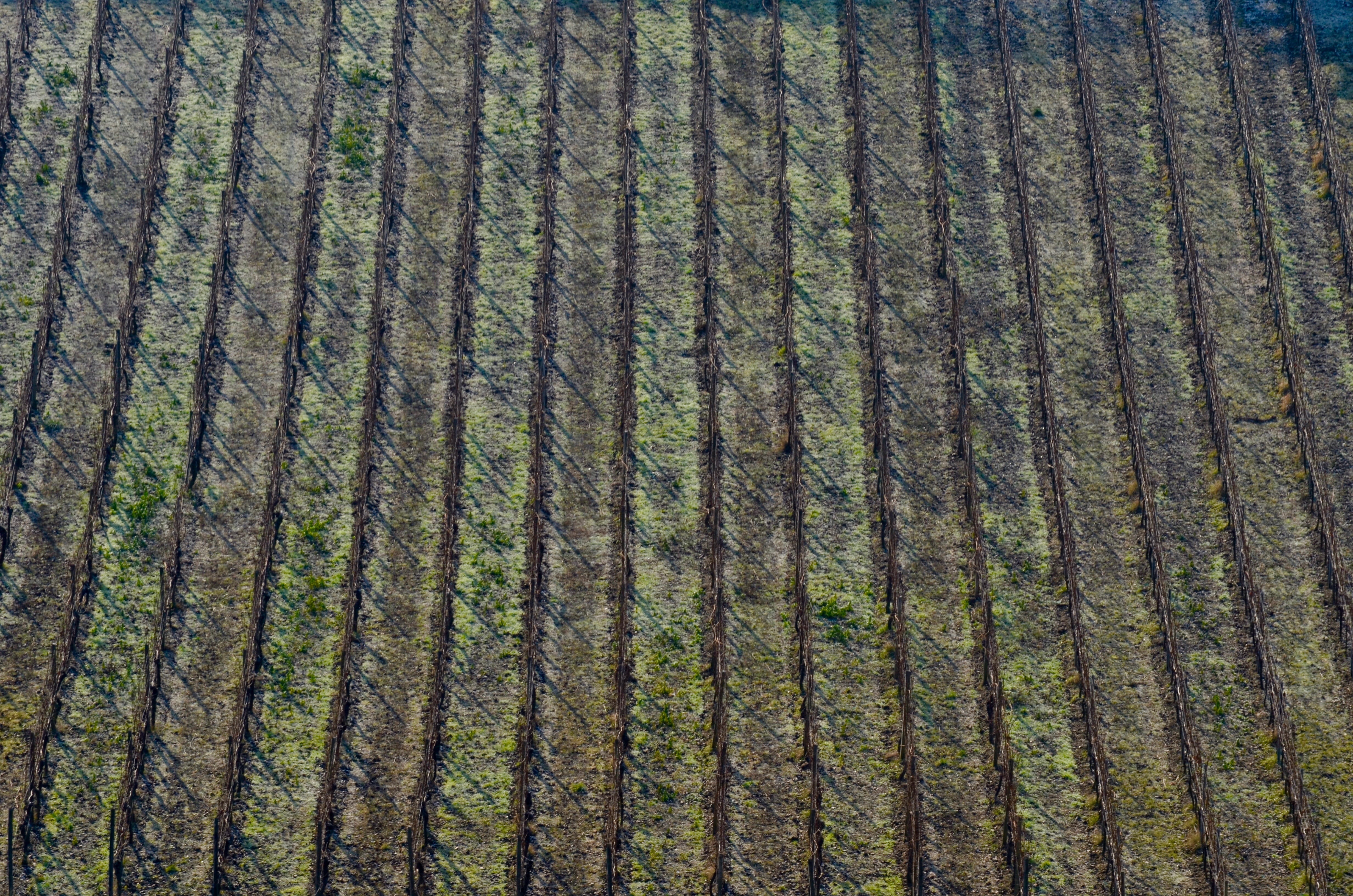 vineyard, vines, winter, background, winegrowing, winemaker