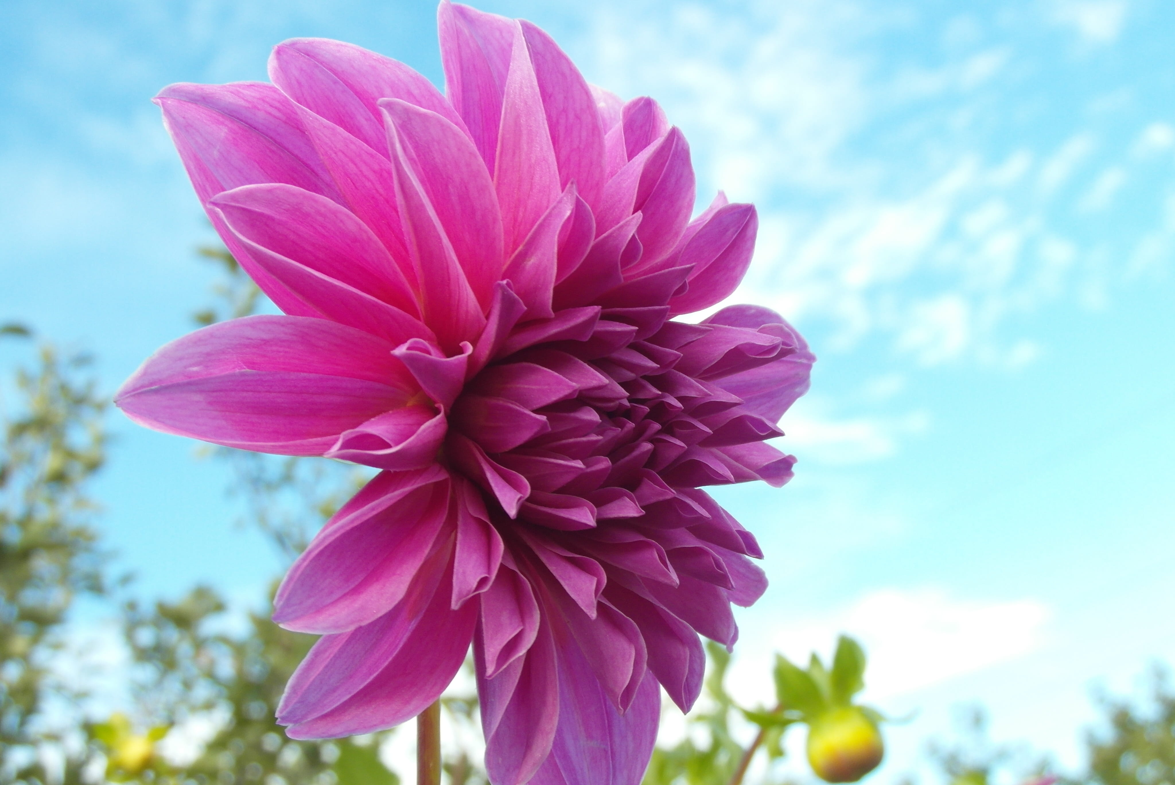 dalia, flower, garden, pink, petals, plant, georgia, flowering plant