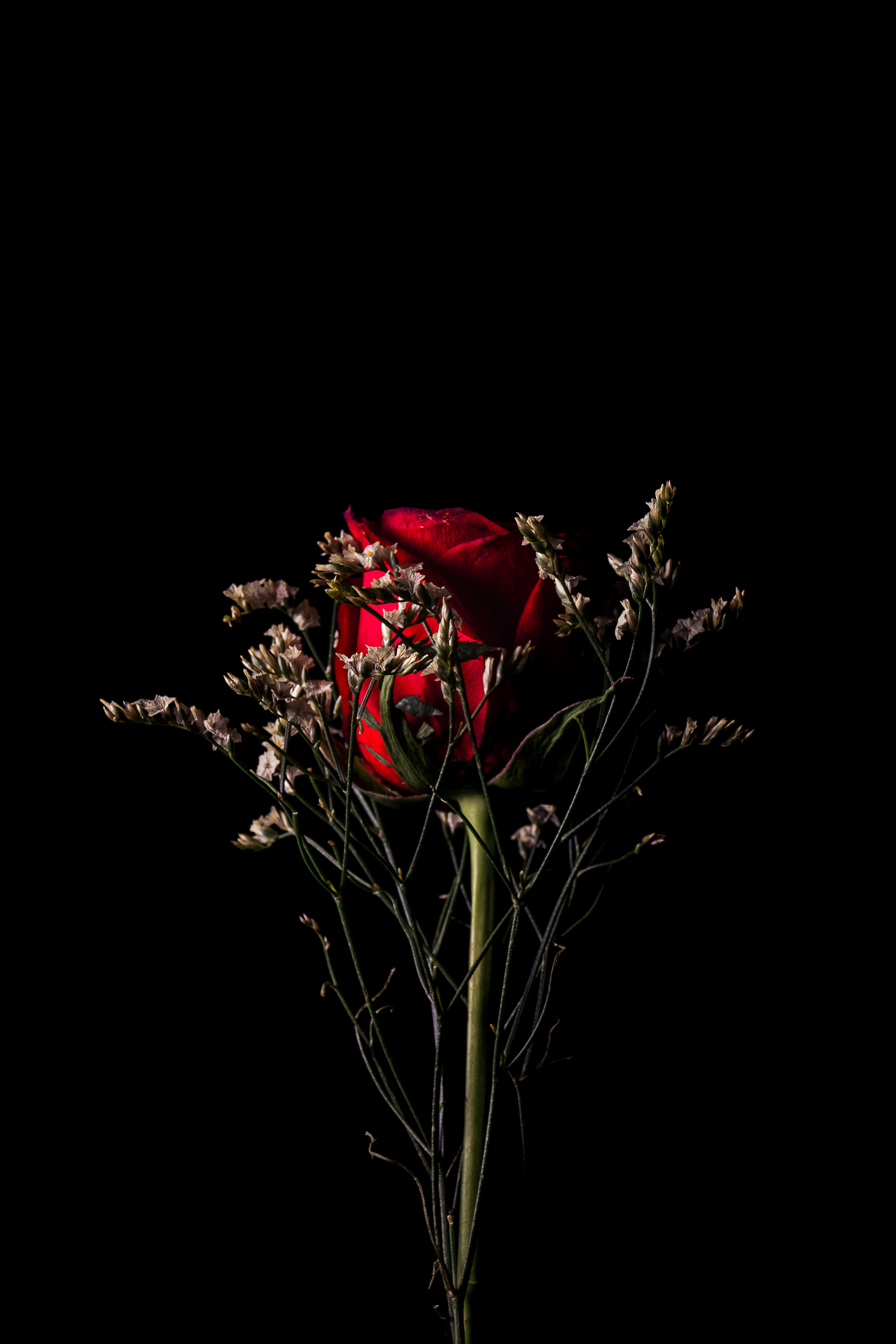 red rose behind white flowers in black background, plant, flowering plant
