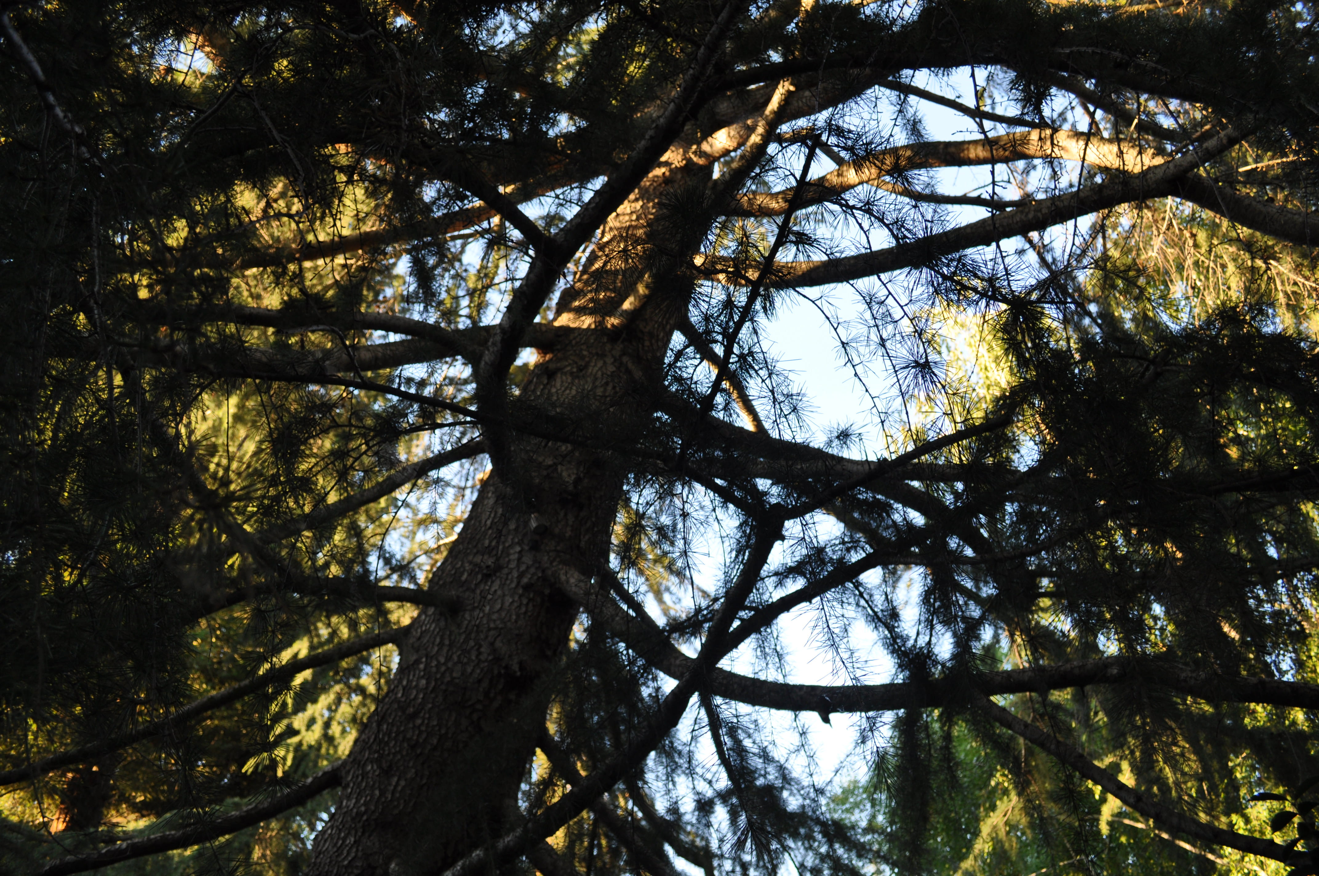 tree, branches, sky, plant, tree trunk, low angle view, nature