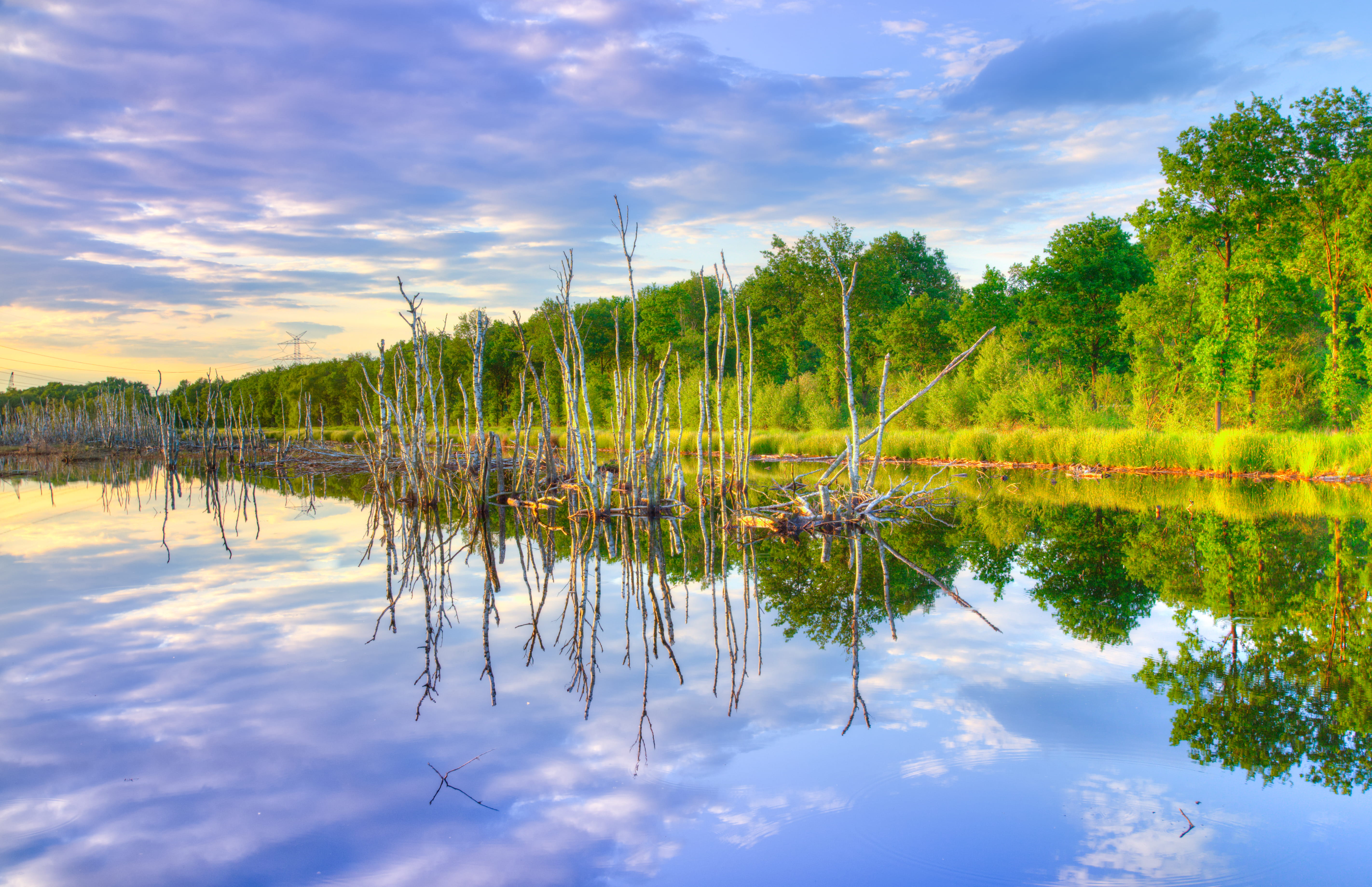 Green Trees, calm, clouds, daylight, grass, nature, reflection