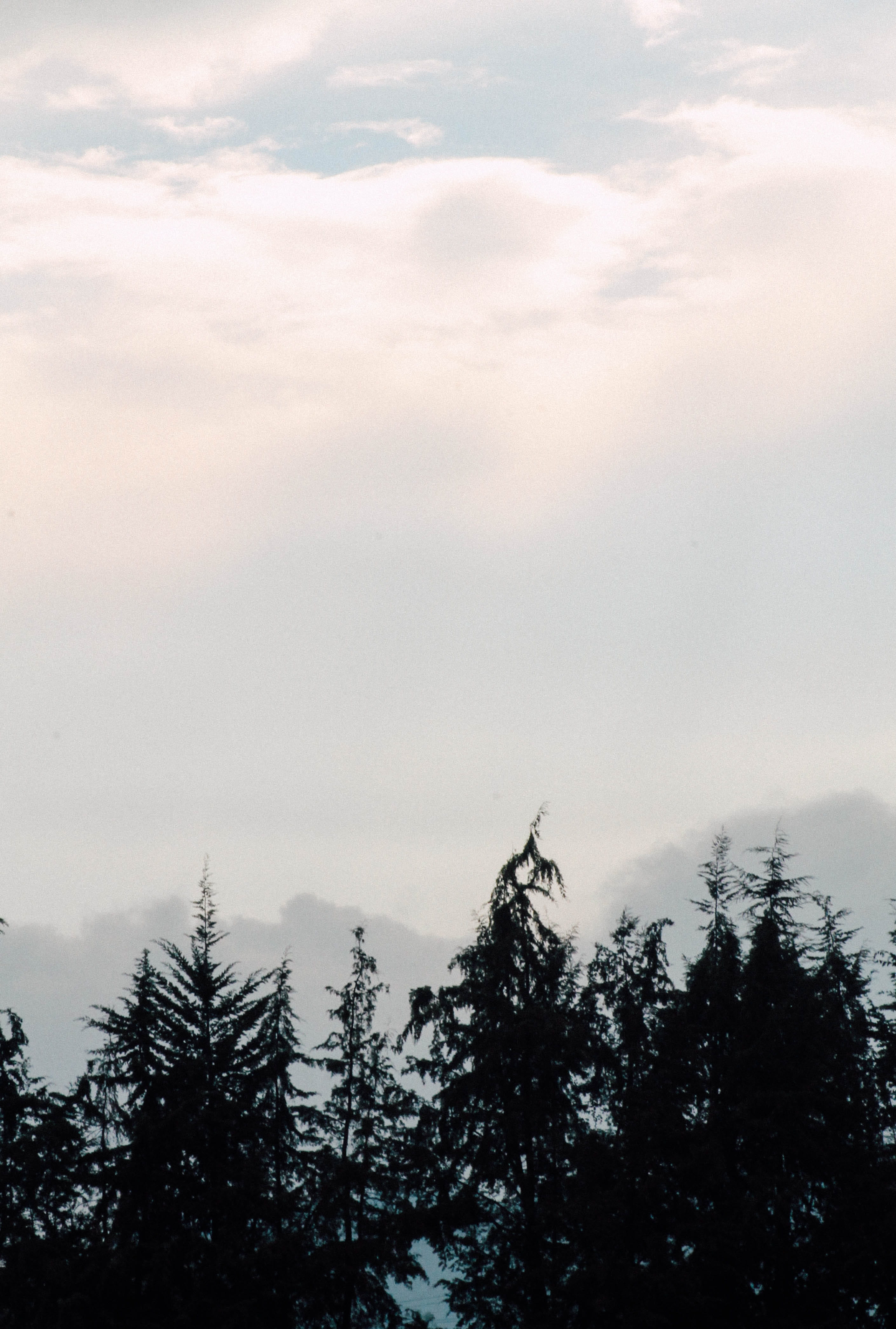 tree, sky, plant, beauty in nature, tranquility, cloud - sky